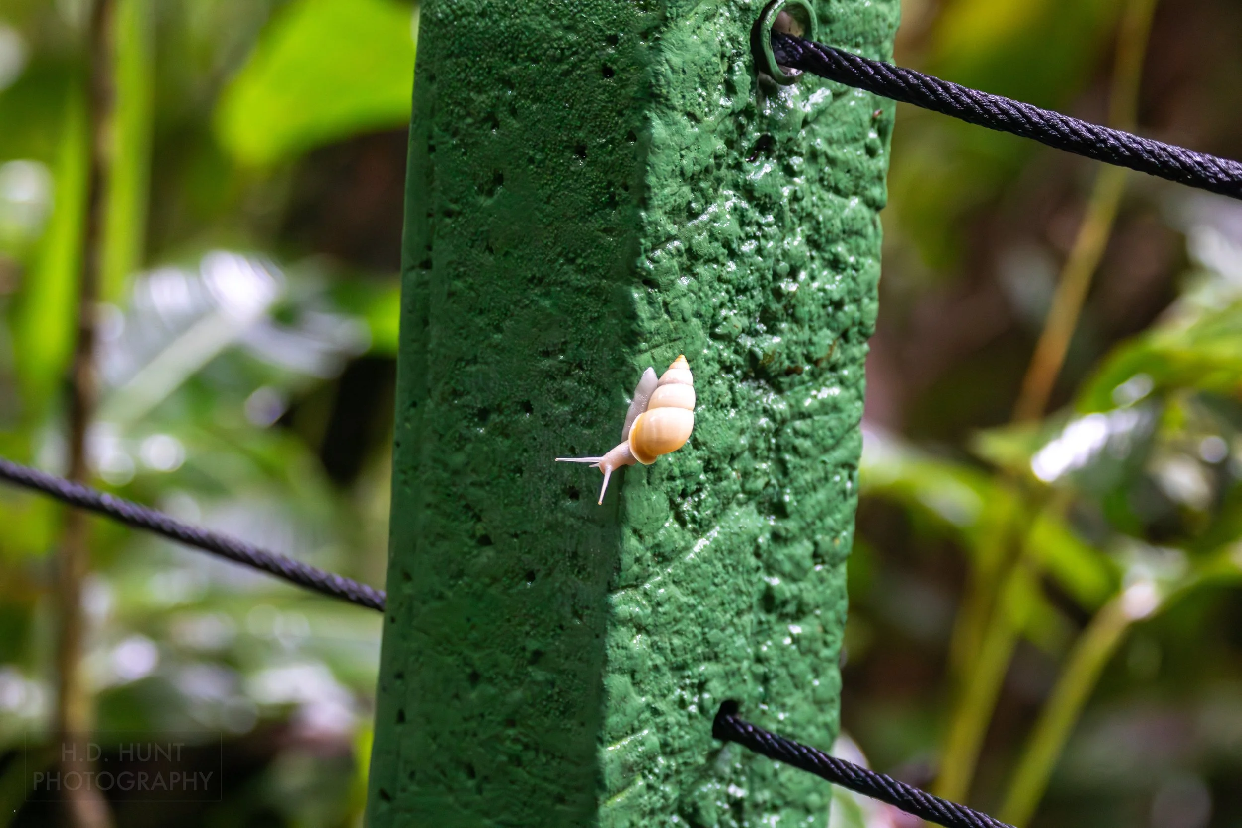 A snail walks along a concrete hand railing support in Mistico Park, La Fortuna, Costa Rica.