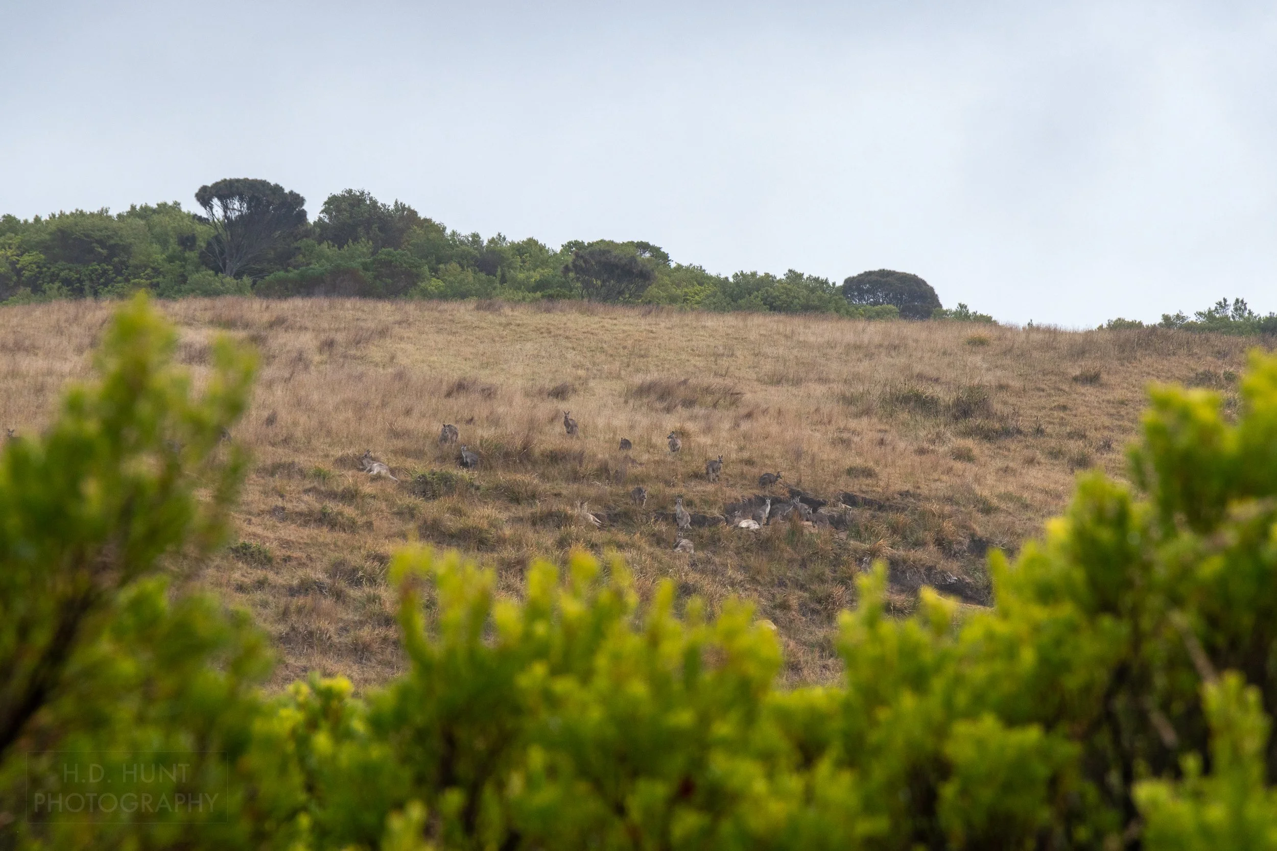 Kangaroos rest in a brown grass field along The Great Ocean Walk, Victoria, Australia.
