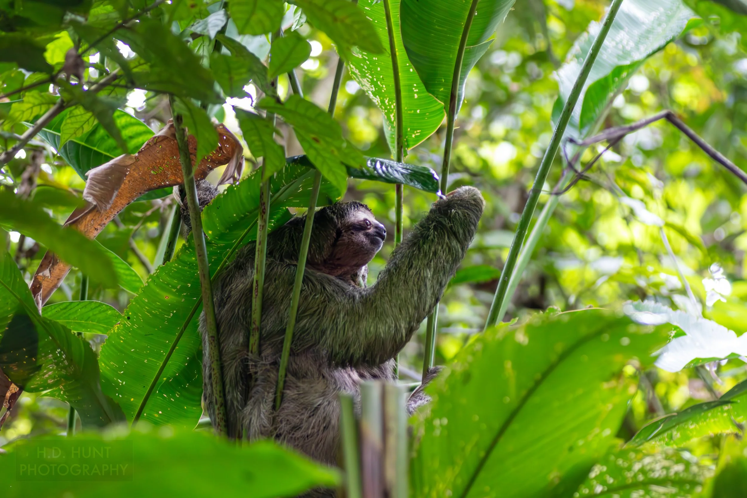 A sloth sits in a tree in Manuel Antonio National Park, Quepos, Costa Rica.