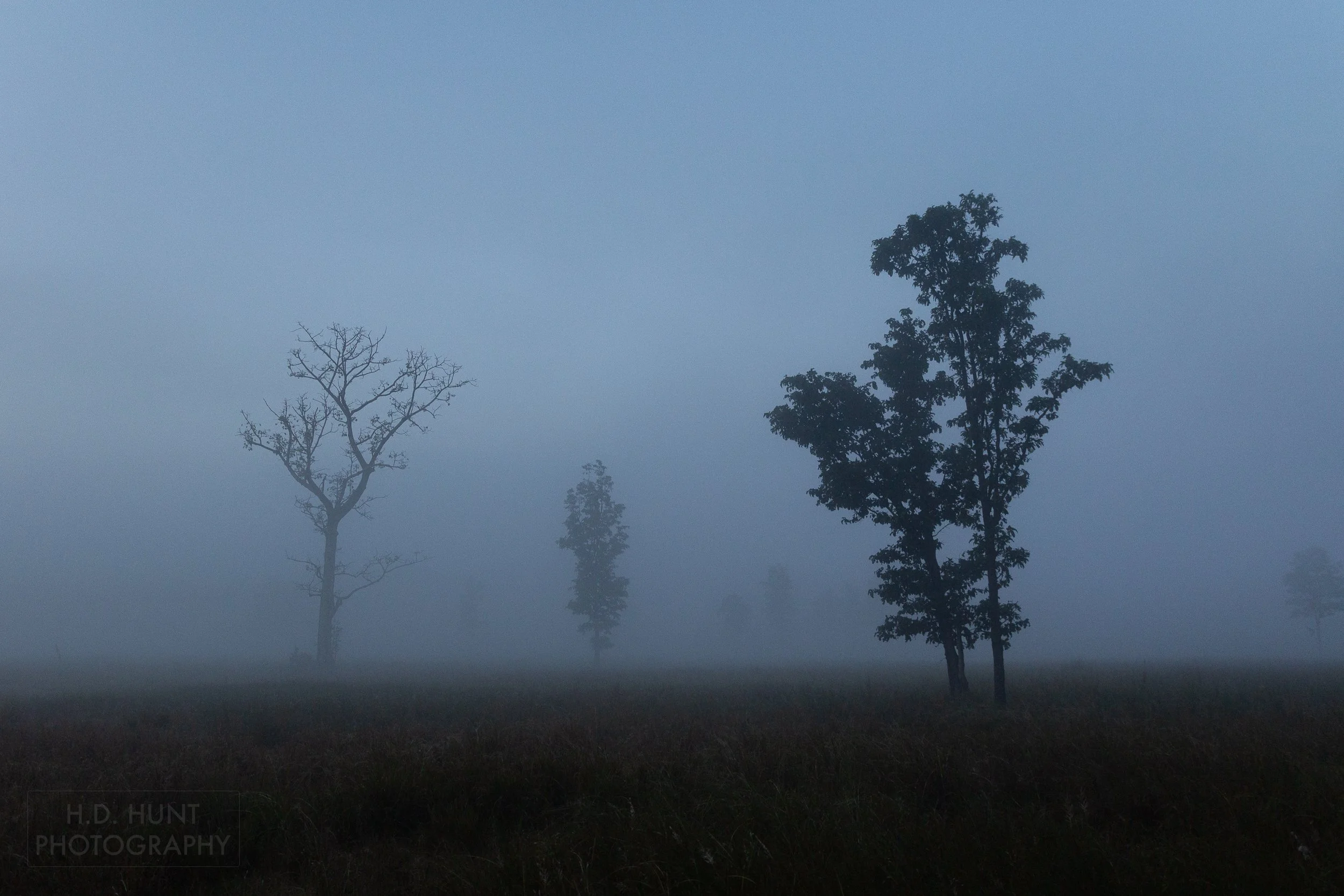 Several trees stand in a meadow obscured by morning fog, Kanha Tiger Reserve, India.