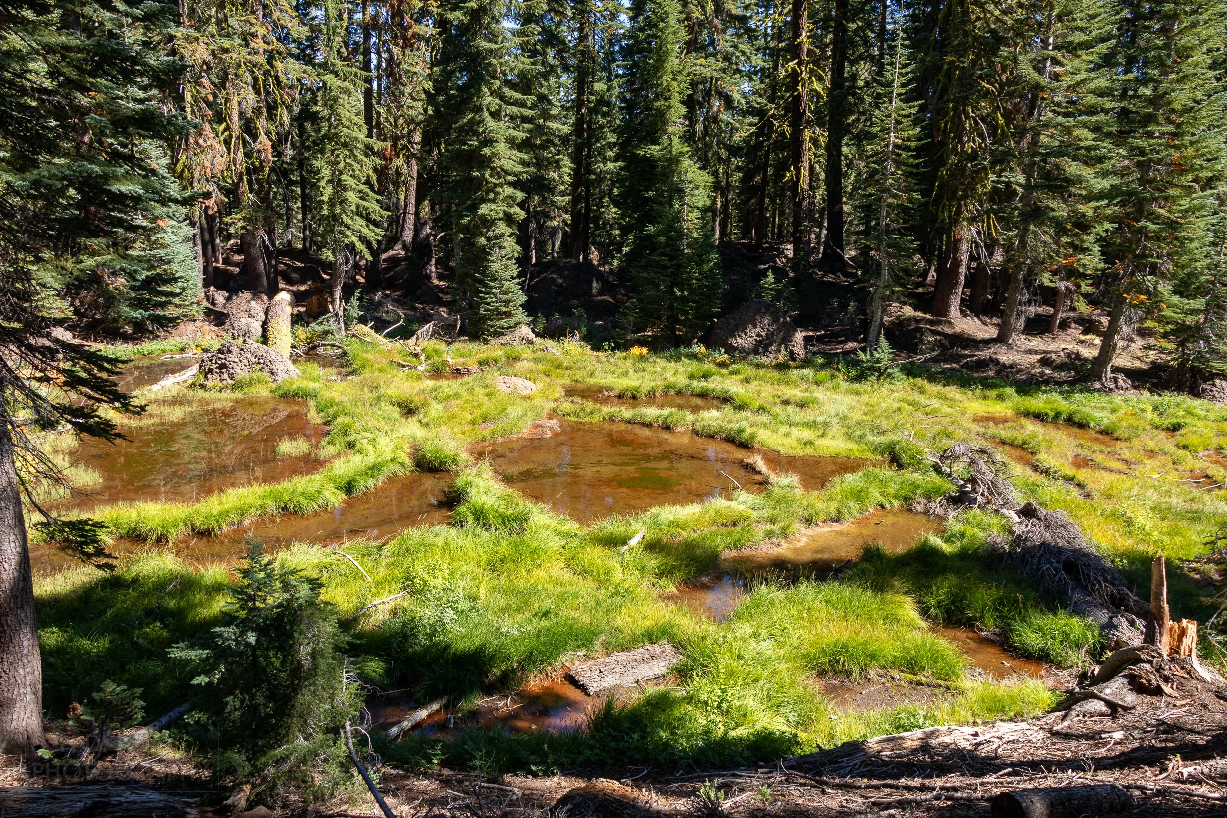 A shallow brown-red pond is seen surrounded by tall pine trees, Lassen Volcanic National Park, California, United States.