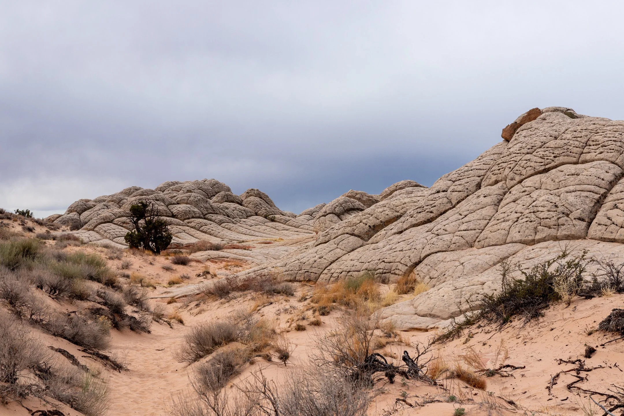White pock-marked rock - known as Cauliflower Rock - is seen rising above a desert floor at White Pocket, Vermillion Cliffs National Monument, Arizona, United States.