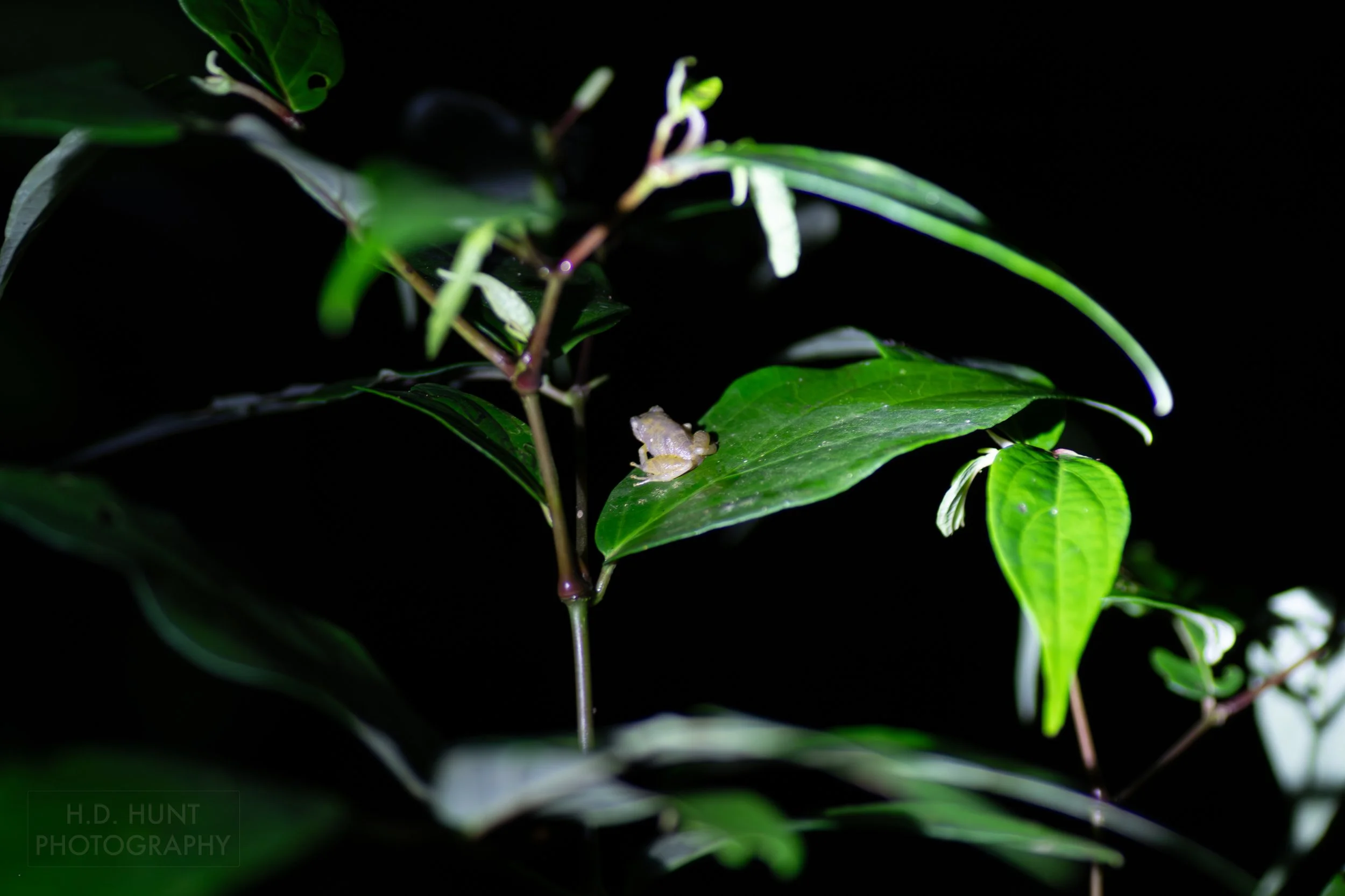 A small frog sits atop a leaf in a forest in Monteverde, Costa Rica.