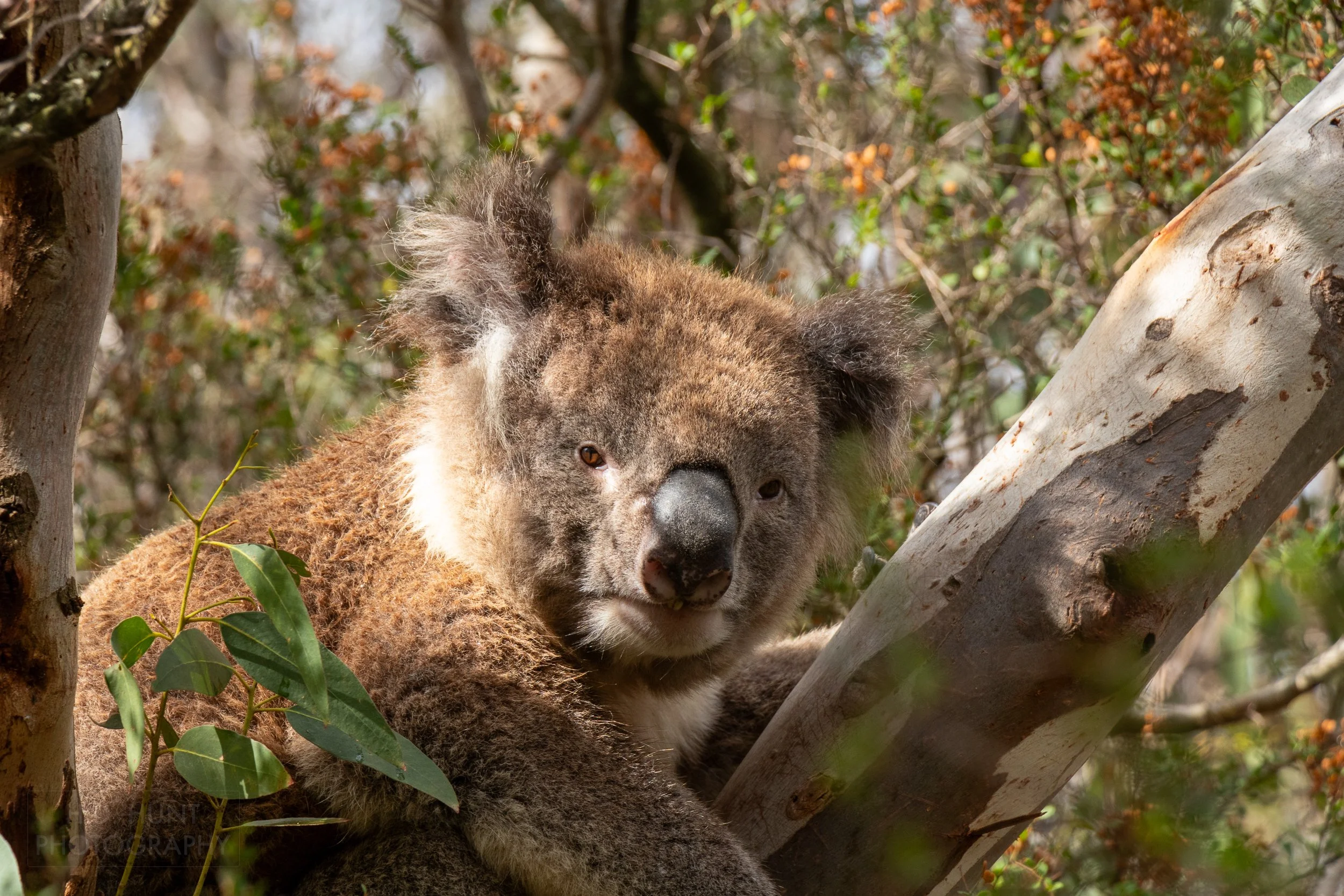 A koala looks out from a tree branch along The Great Ocean Walk, Victoria, Australia.