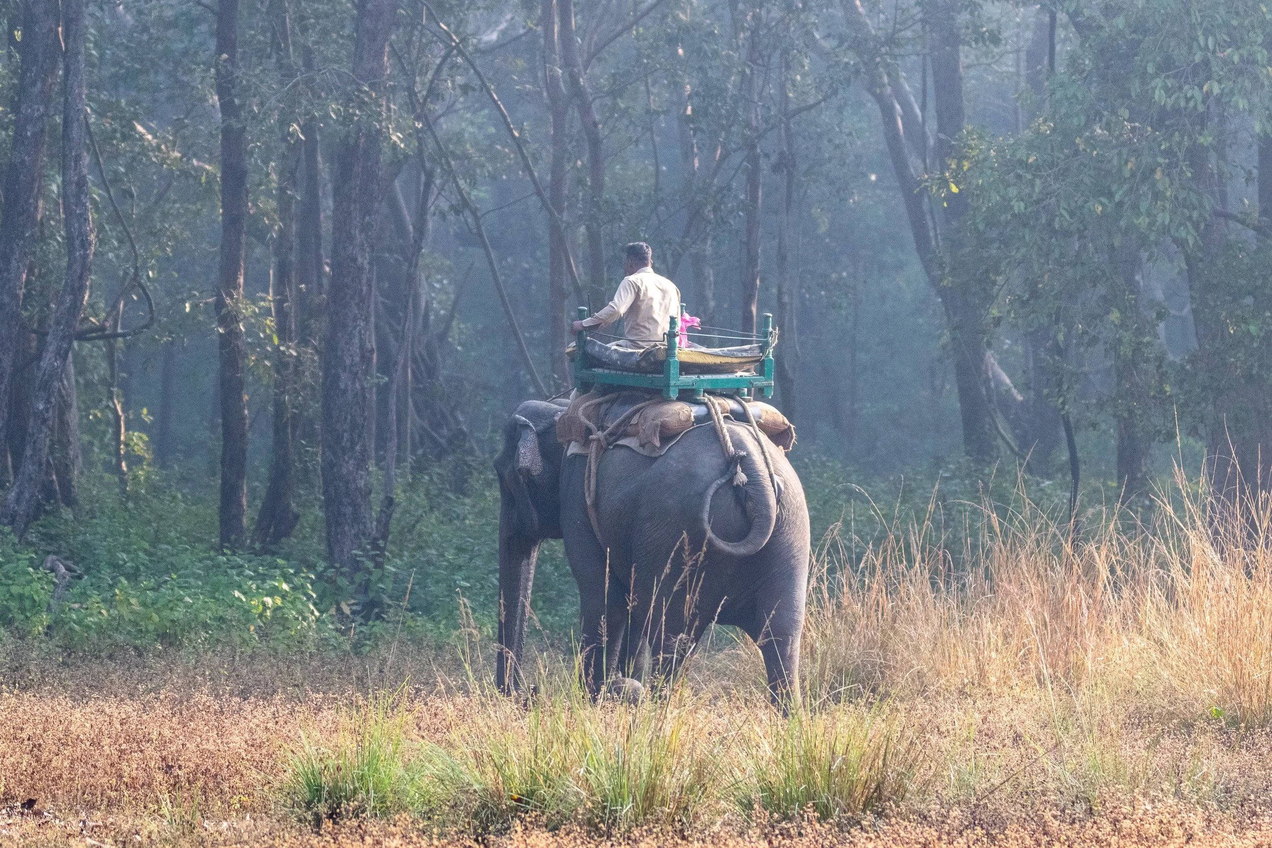 An animal control officer wearing a tan shirt sits atop an elephant on the edge of the jungle in Kanha Tiger Reserve, India.