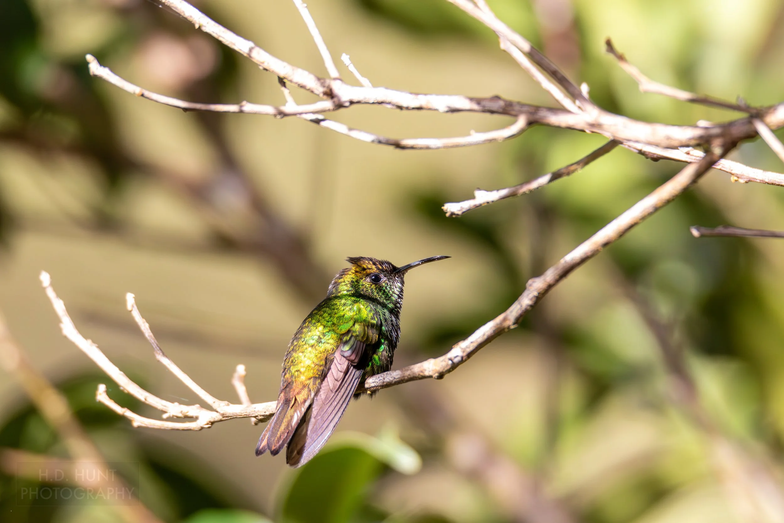 A coppery-headed emerald hummingbird sits on a tree branch in Curi Cancha Reserve, Monteverde, Costa Rica.