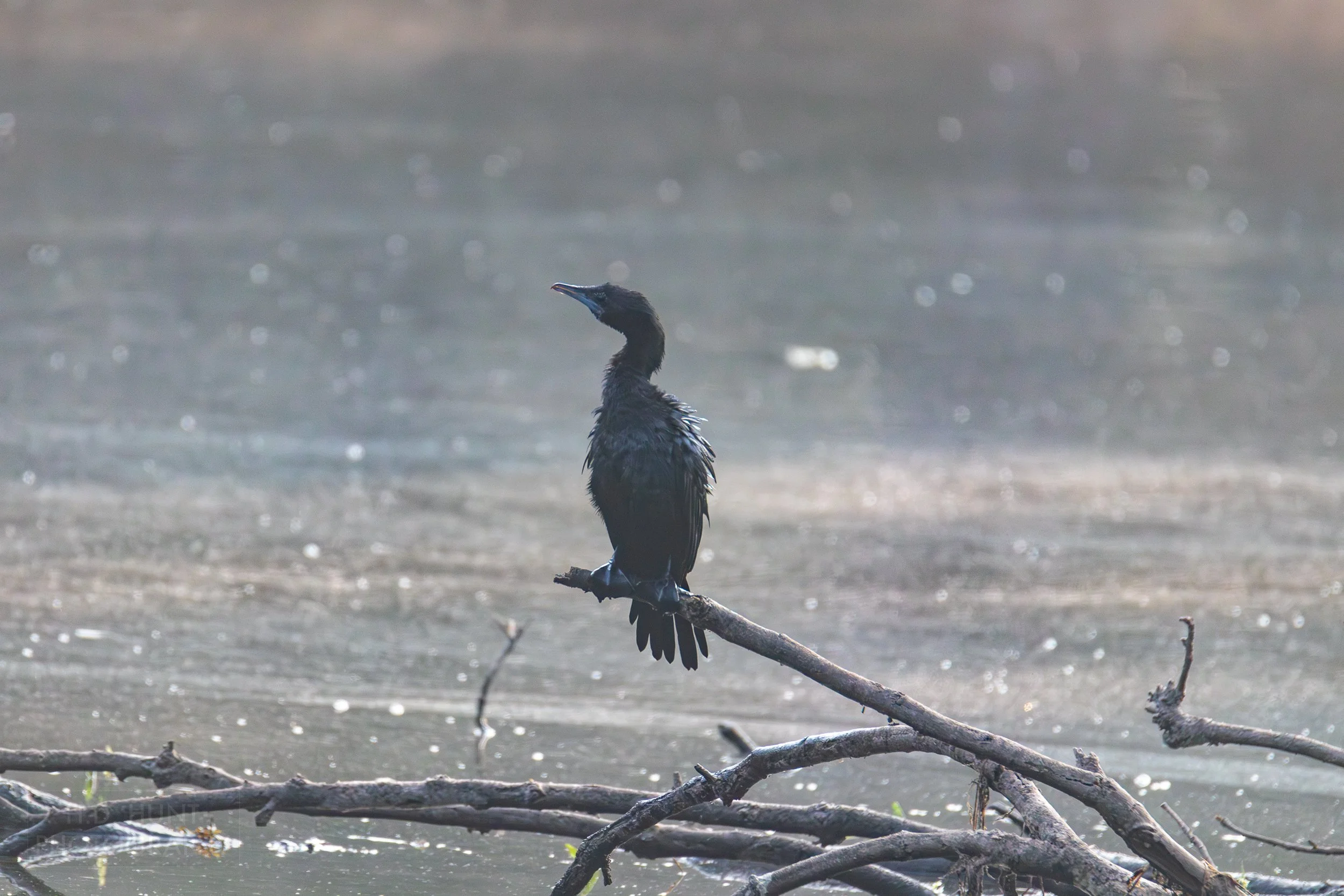A little cormorant - a black bird - is perched on a branch in front of a pond, Kanha Tiger Reserve, India.