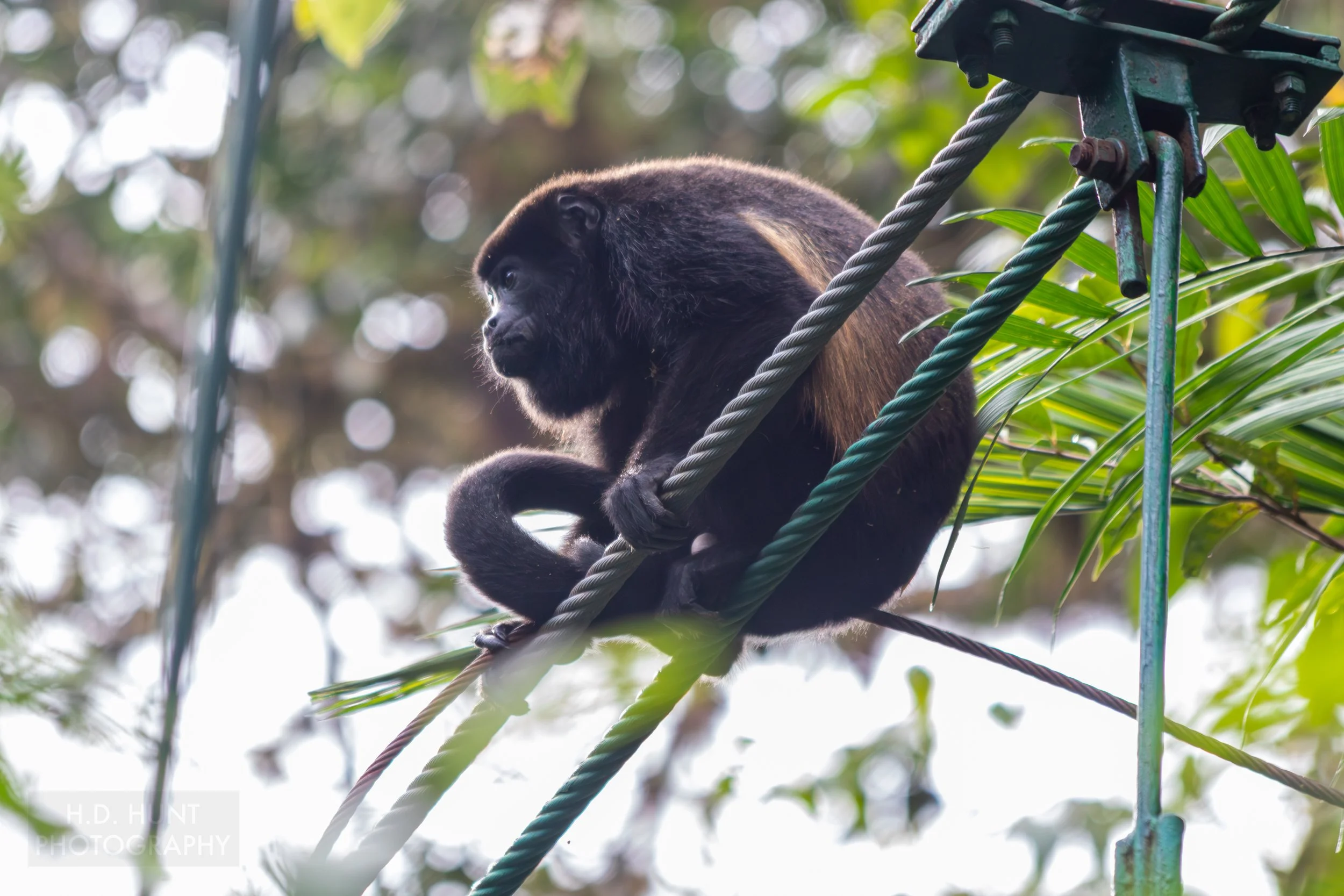 A howler monkey rests atop the cable supports of a hanging bridge at Selvatura Adventure Park, Monteverde, Costa Rica.