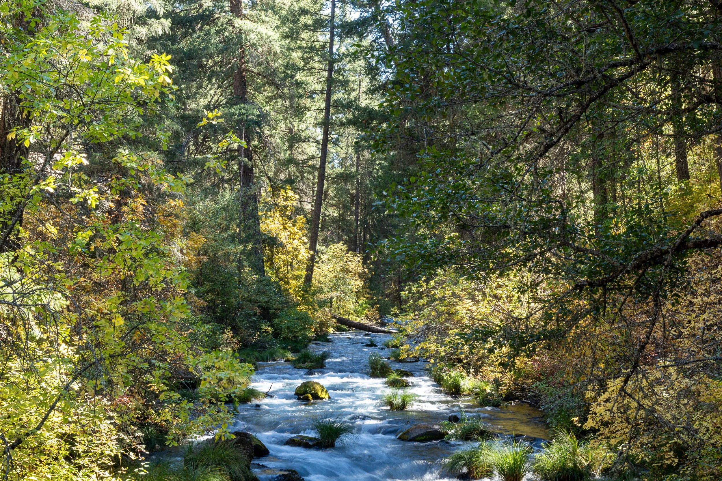 A stream flows through a thick forest, California, United States.