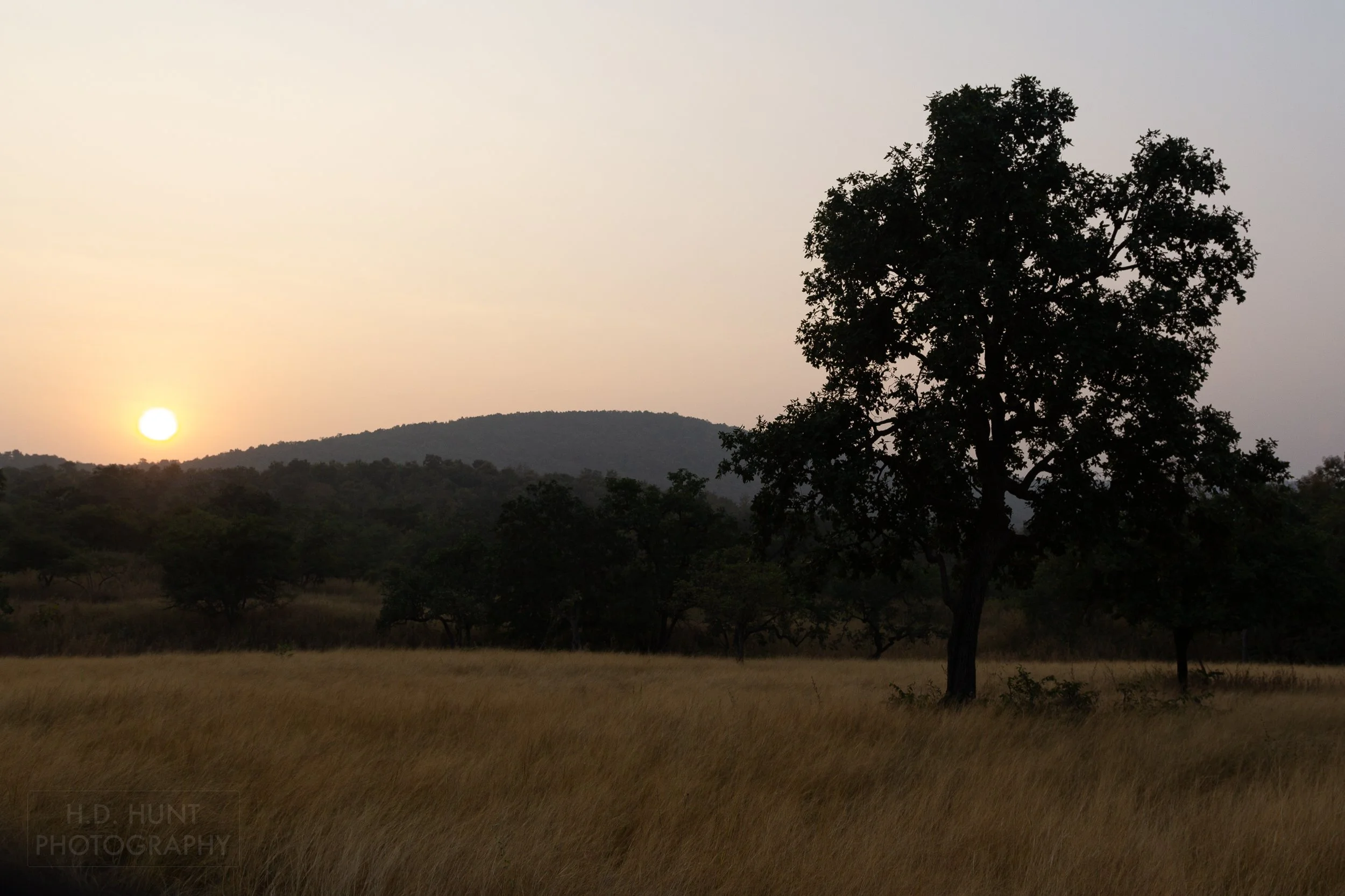 Sunrise illuminates a golden yellow grassland field in Panna National Park, India.