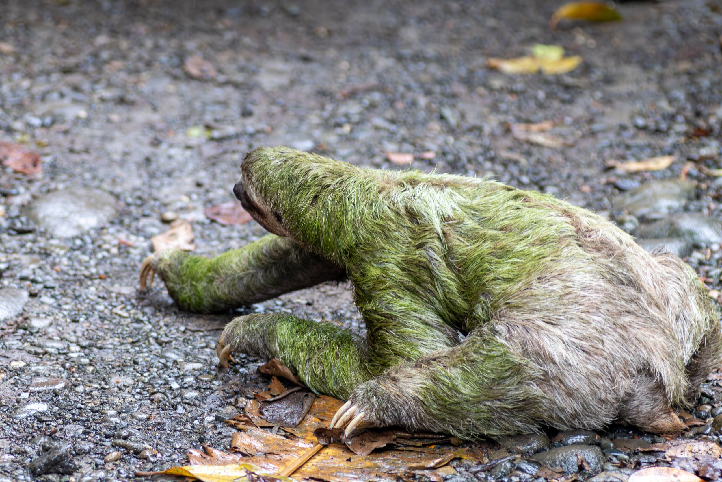 A sloth walks across the road in Manuel Antonio National Park, Quepos, Costa Rica.