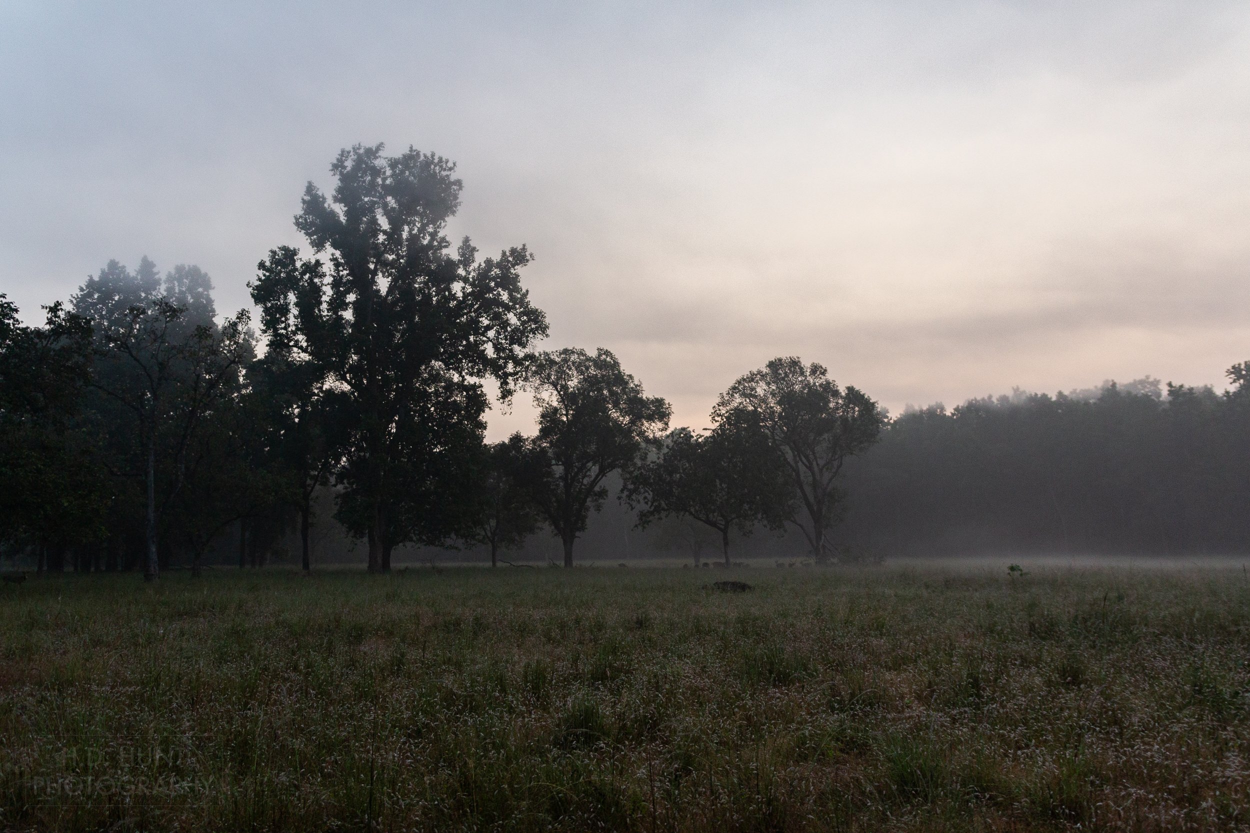 A blue and orange sunrise peeks above several trees in a field, Kanha Tiger Reserve, India.