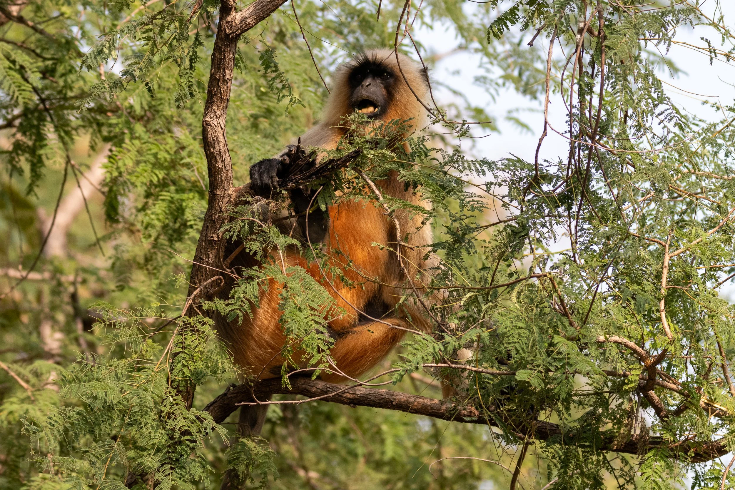 A large orange and gray langur monkey sits on a tree branch in Panna National Park, India.