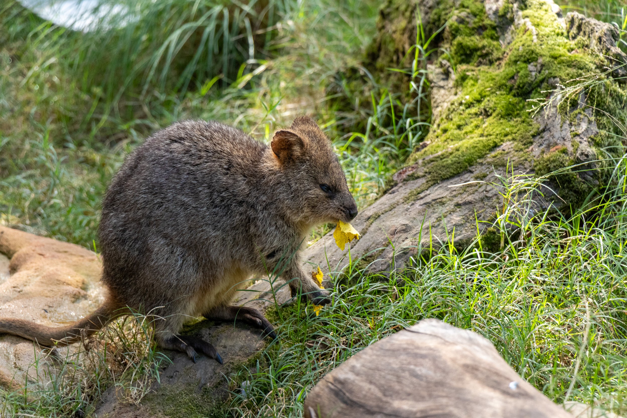A quokka eats a yellow leaf in a grassy enclosure at Featherdale Wildlife Park, Doonside, Australia.