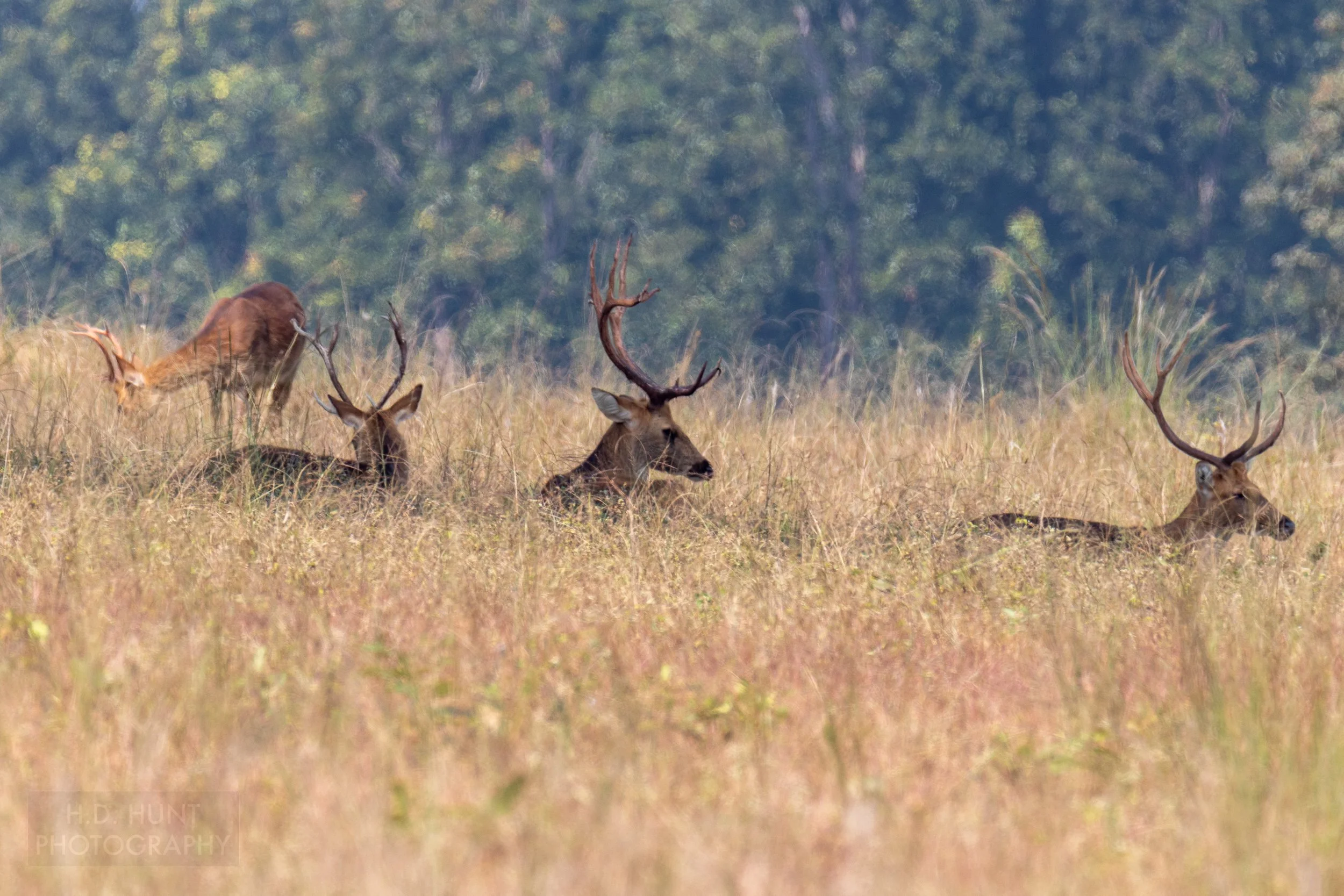 Four sambar - deer with prominent antlers - sit and stand in a yellow grass field in Kanha Tiger Reserve, India.