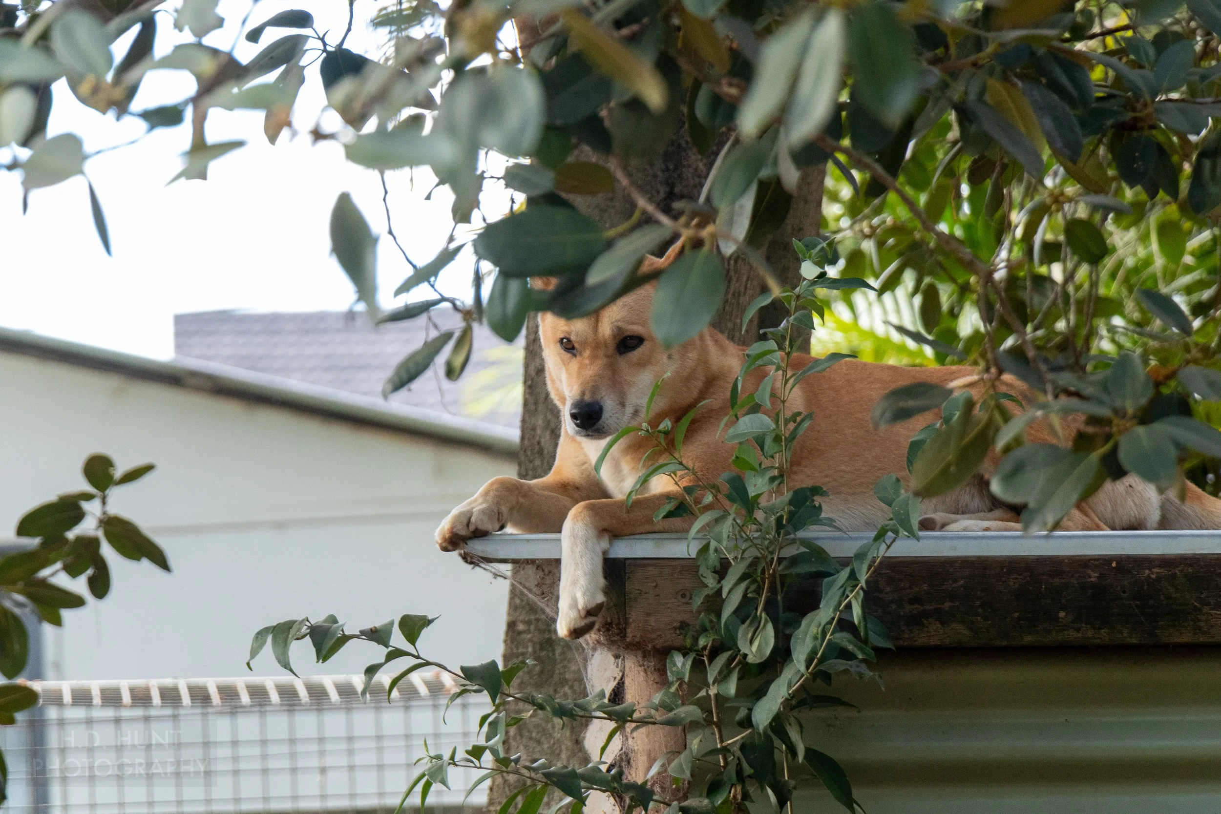 A dingo sits atop an aluminum shed, Featherdale Wildlife Park, Doonside, Australia.