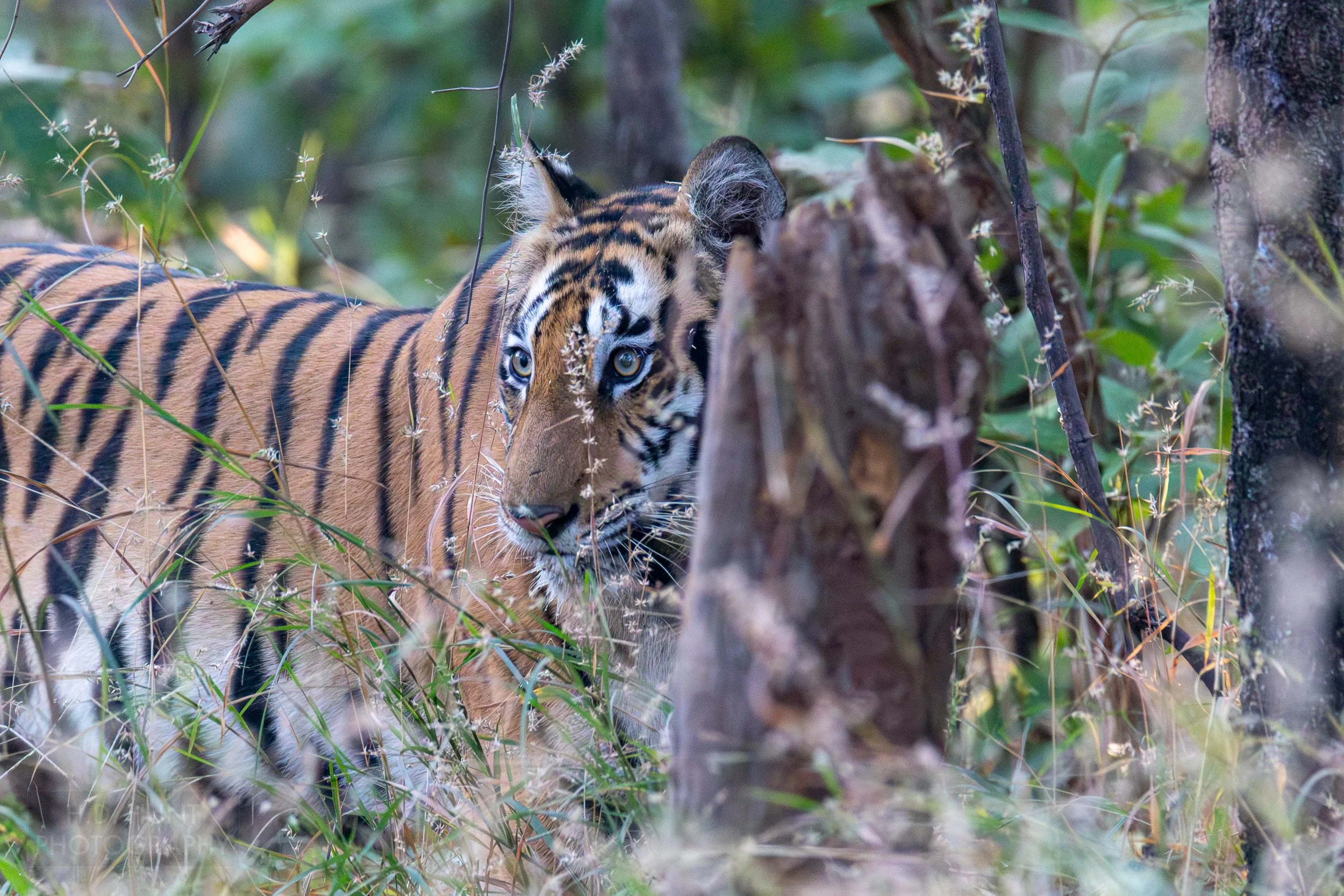 A tiger looks off into the distance while standing in tall grass in Panna National Park, India.