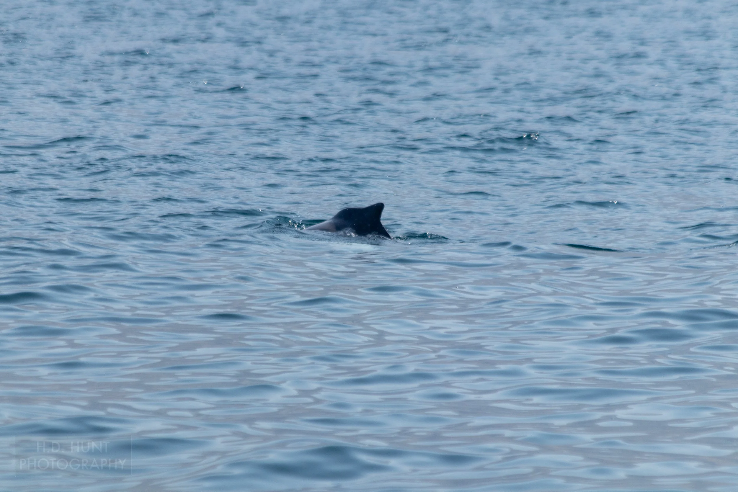 A dolphin fin rises from the waters of the Strait of Hormuz near the Musandam Peninsula, Oman.