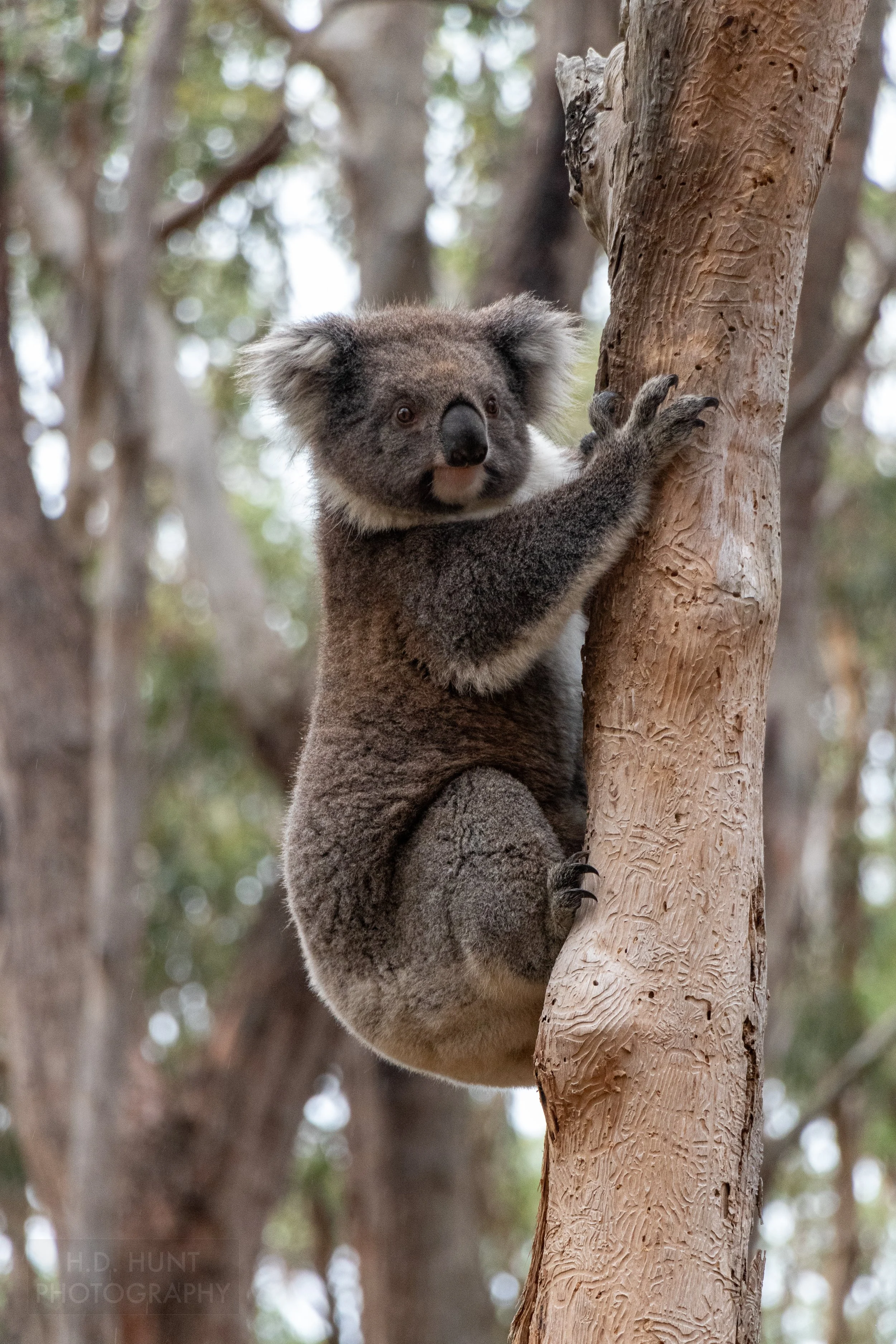 A koala is seen in a tree near Blanket Beach along The Great Ocean Walk, Victoria, Australia.