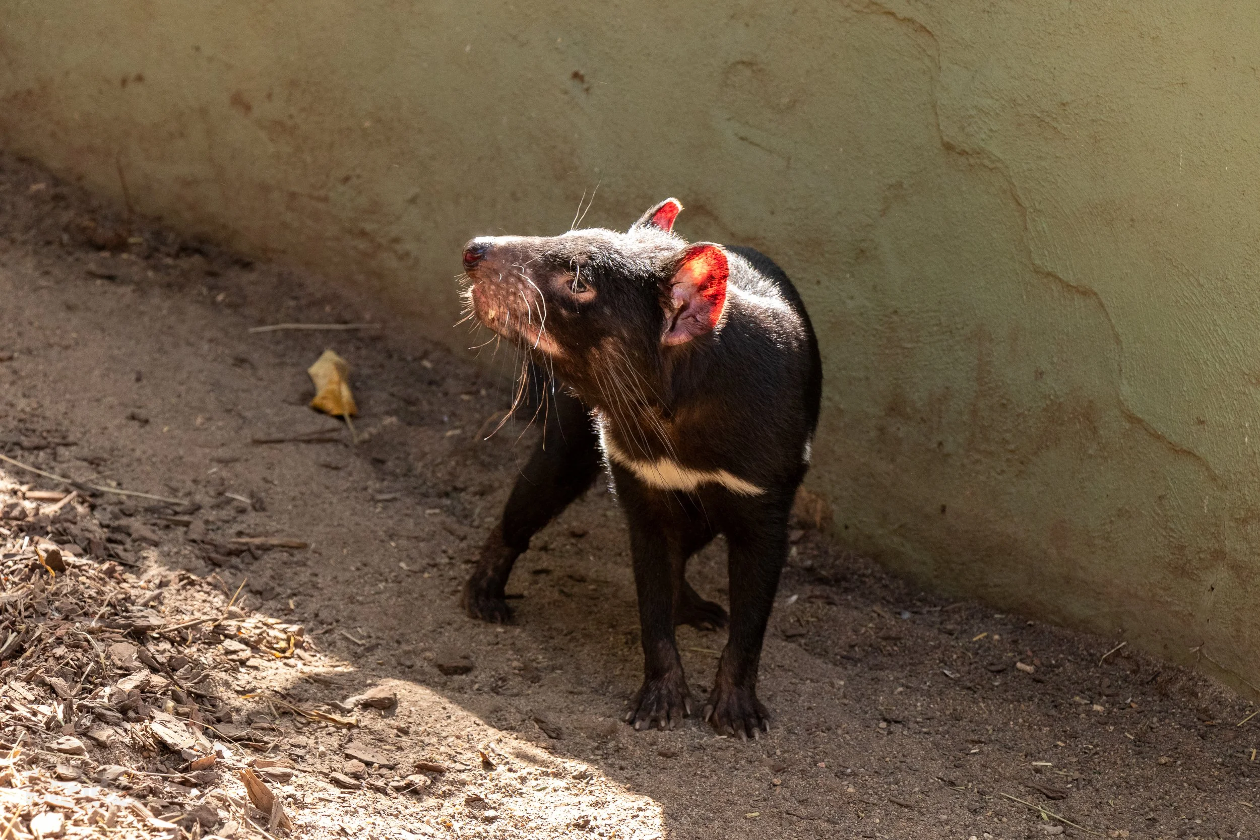A Tasmanian devil looks into the sun while in an enclosure, Featherdale Wildlife Park, Doonside, Australia.