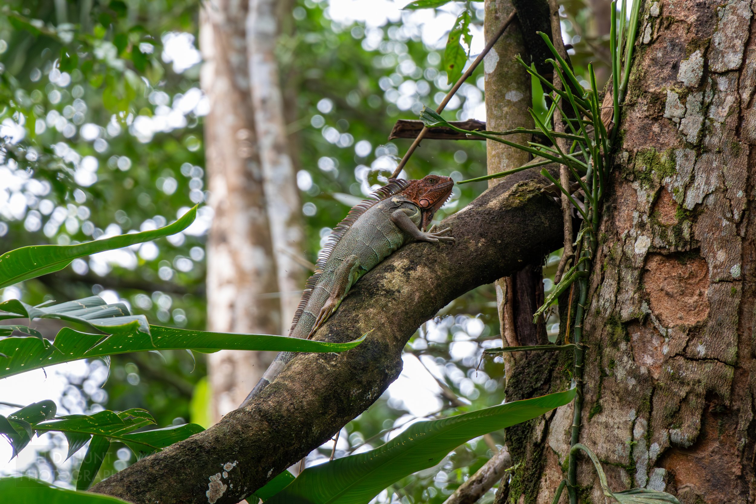 A green iguana sits atop a tree branch in the mangrove swamps outside Quepos, Costa Rica.