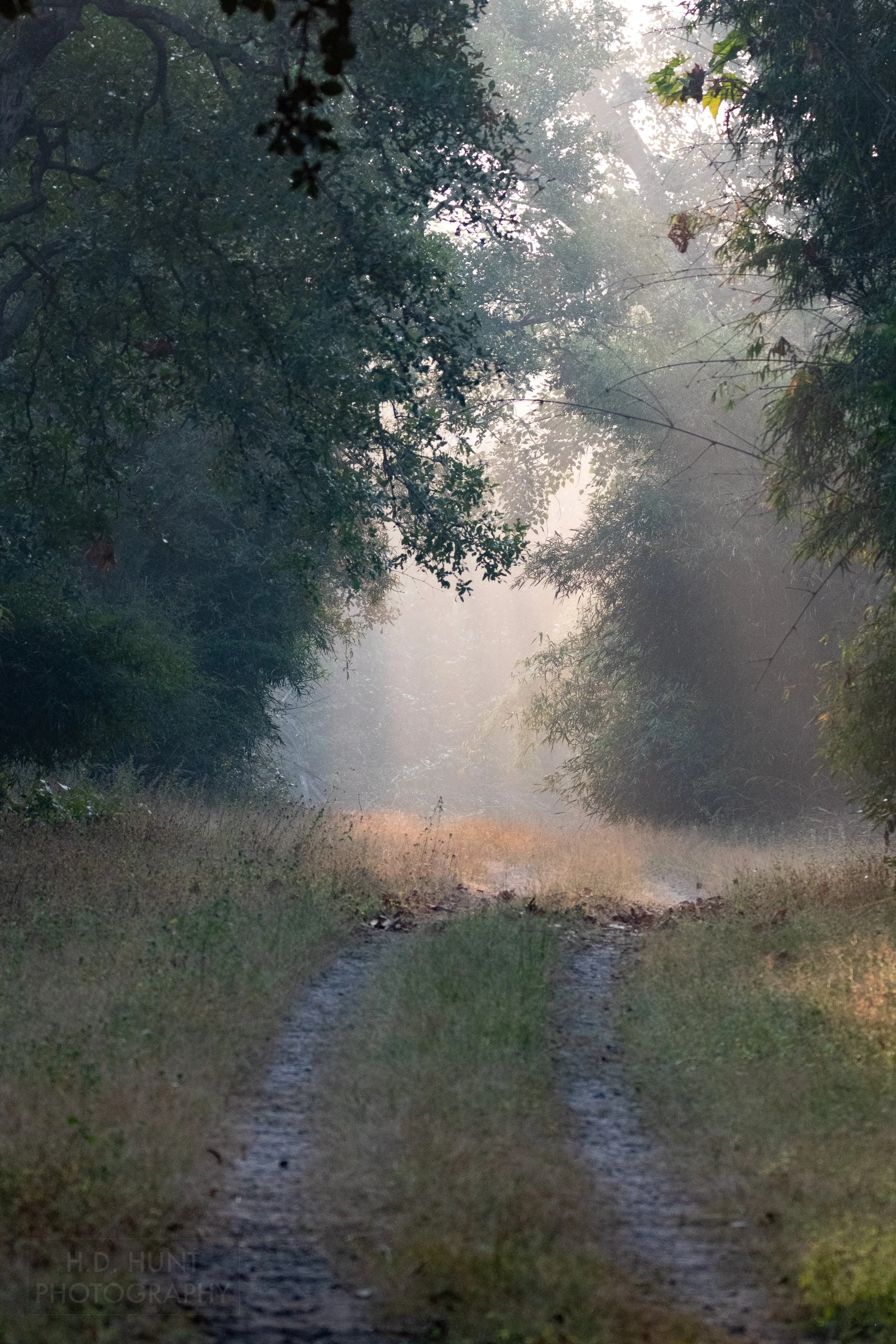 The sun peaks through the tree canopy to illuminate a grass and dirt road, Bandhavgarh National Park, India.