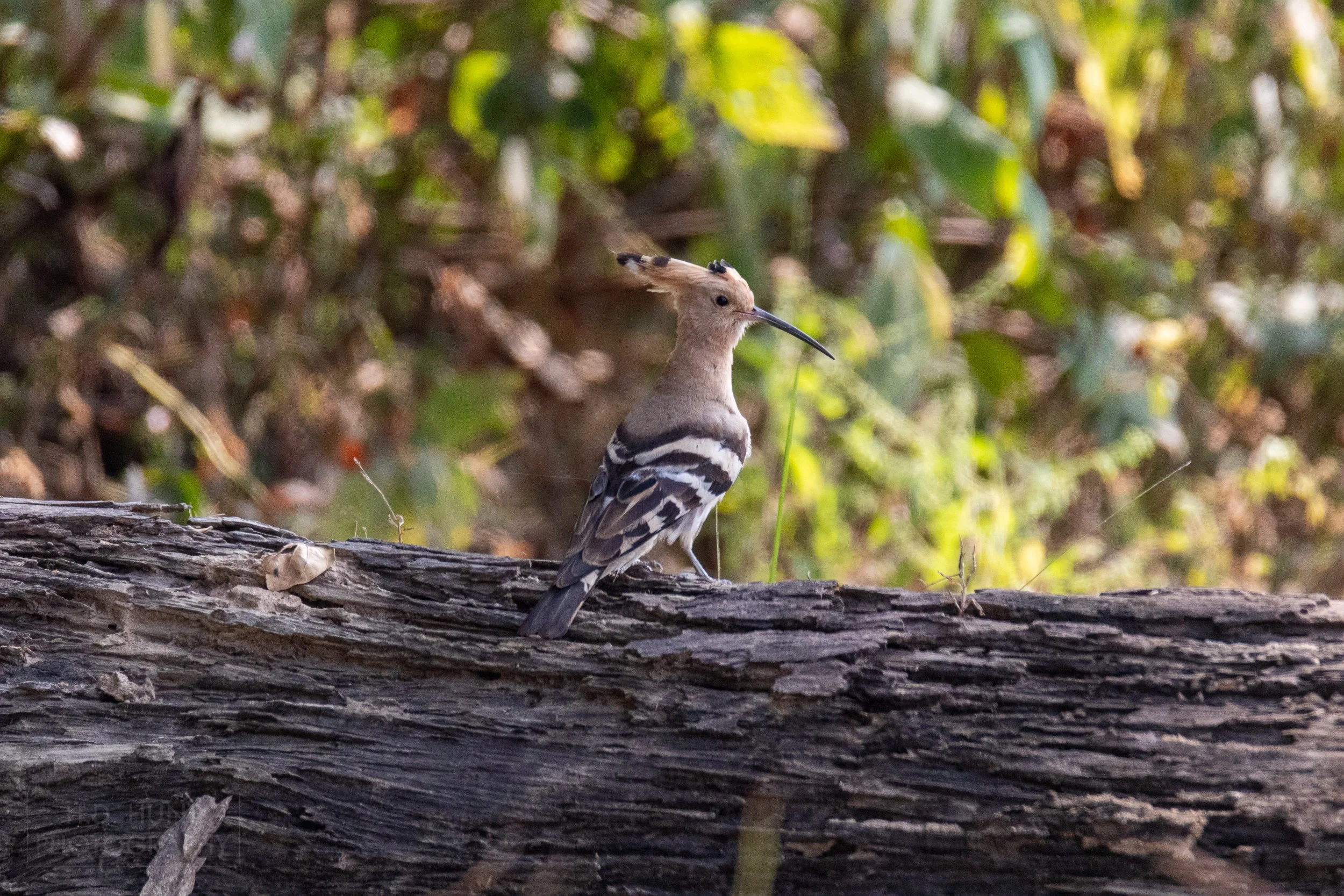 A Eurasian hoopoe - a black and white-patterned bird with a brown head - rests atop a downed tree, Kanha Tiger Reserve, India.