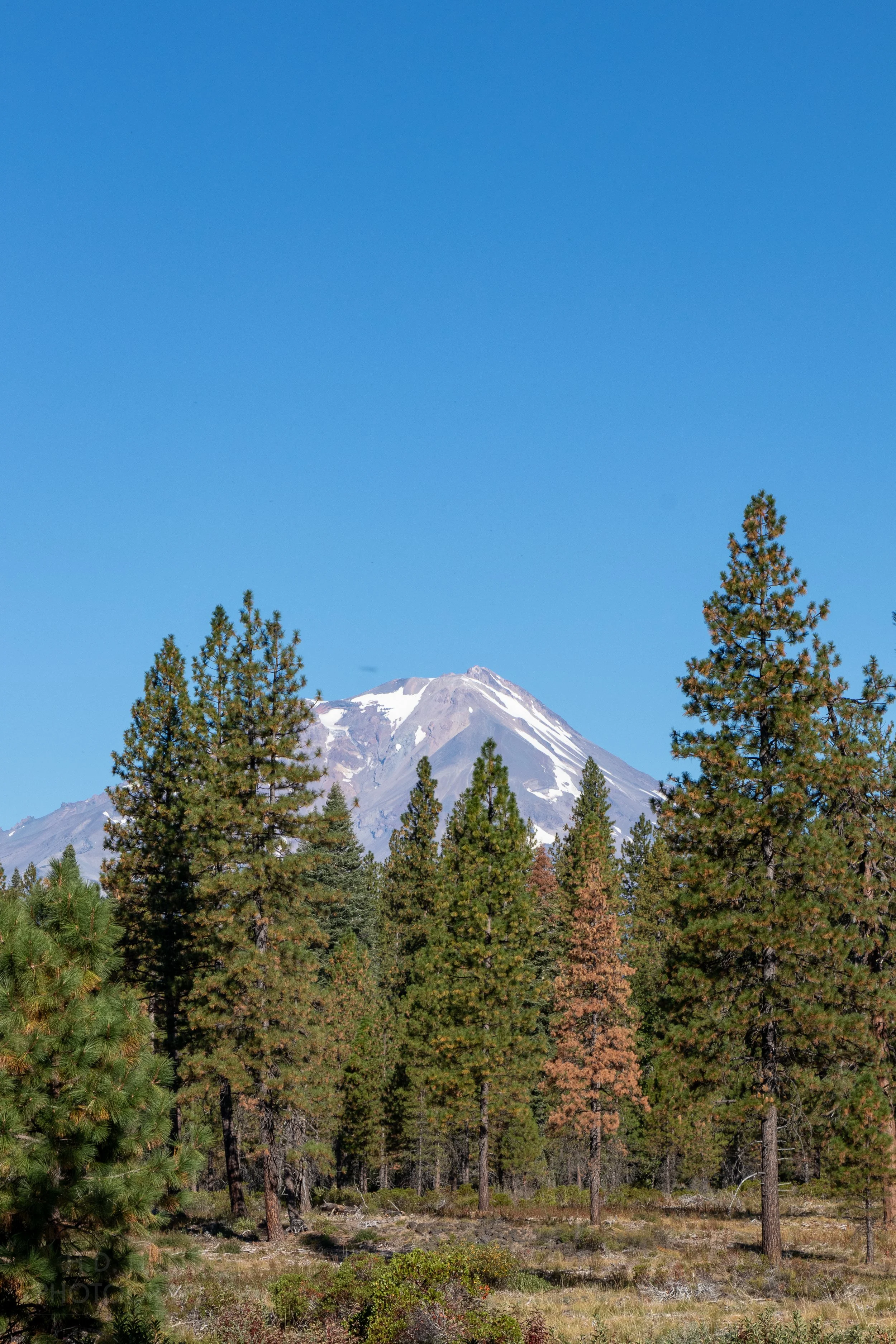 The peak of Mount Shasta is seen in the background with tall pine trees in the foreground, California, United States.