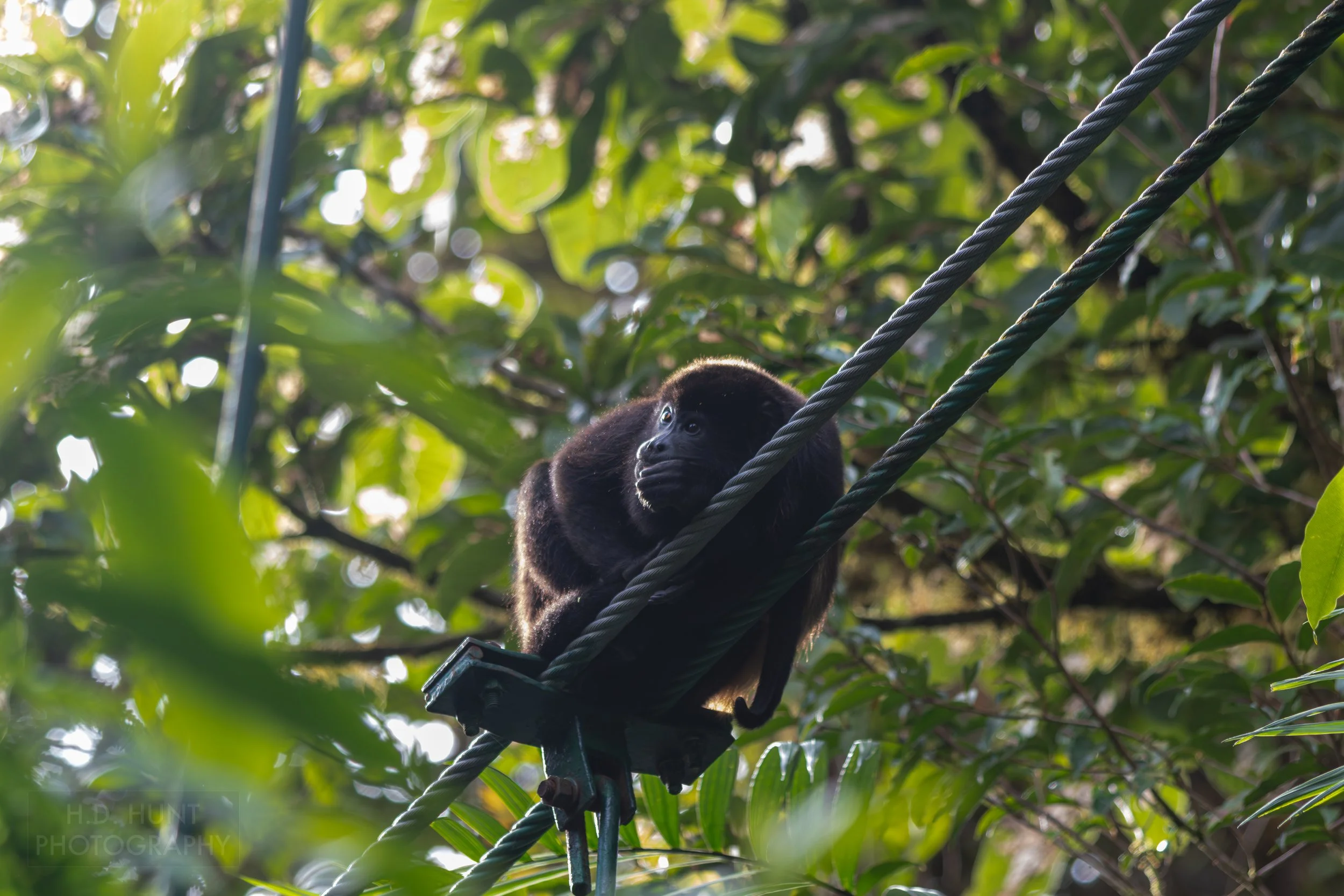 A howler monkey rests atop the cable supports of a hanging bridge at Selvatura Adventure Park, Monteverde, Costa Rica.