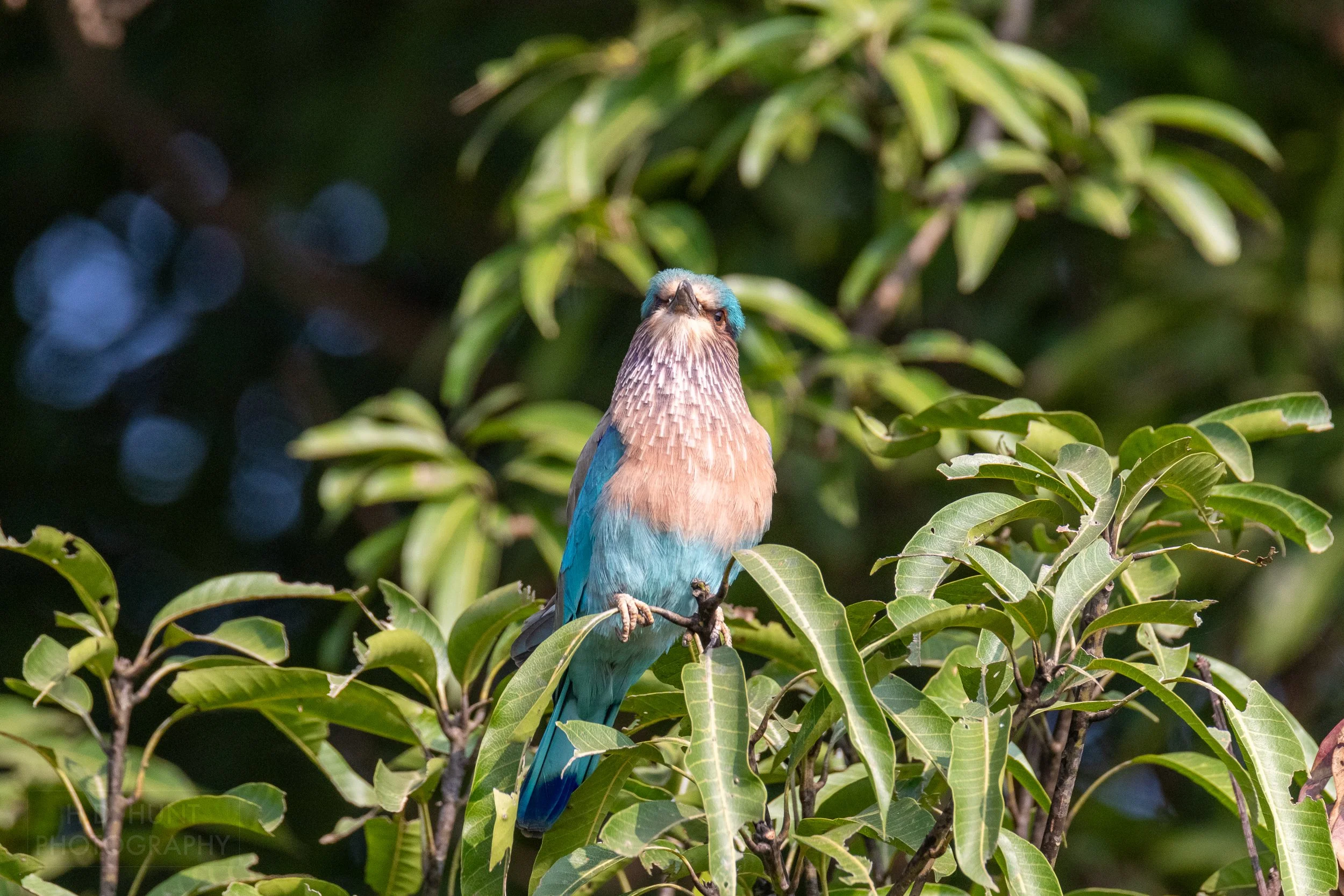 An Indian roller - a bright blue, pink, and purple bird - rests atop a tree branch, Kanha Tiger Reserve, India.
