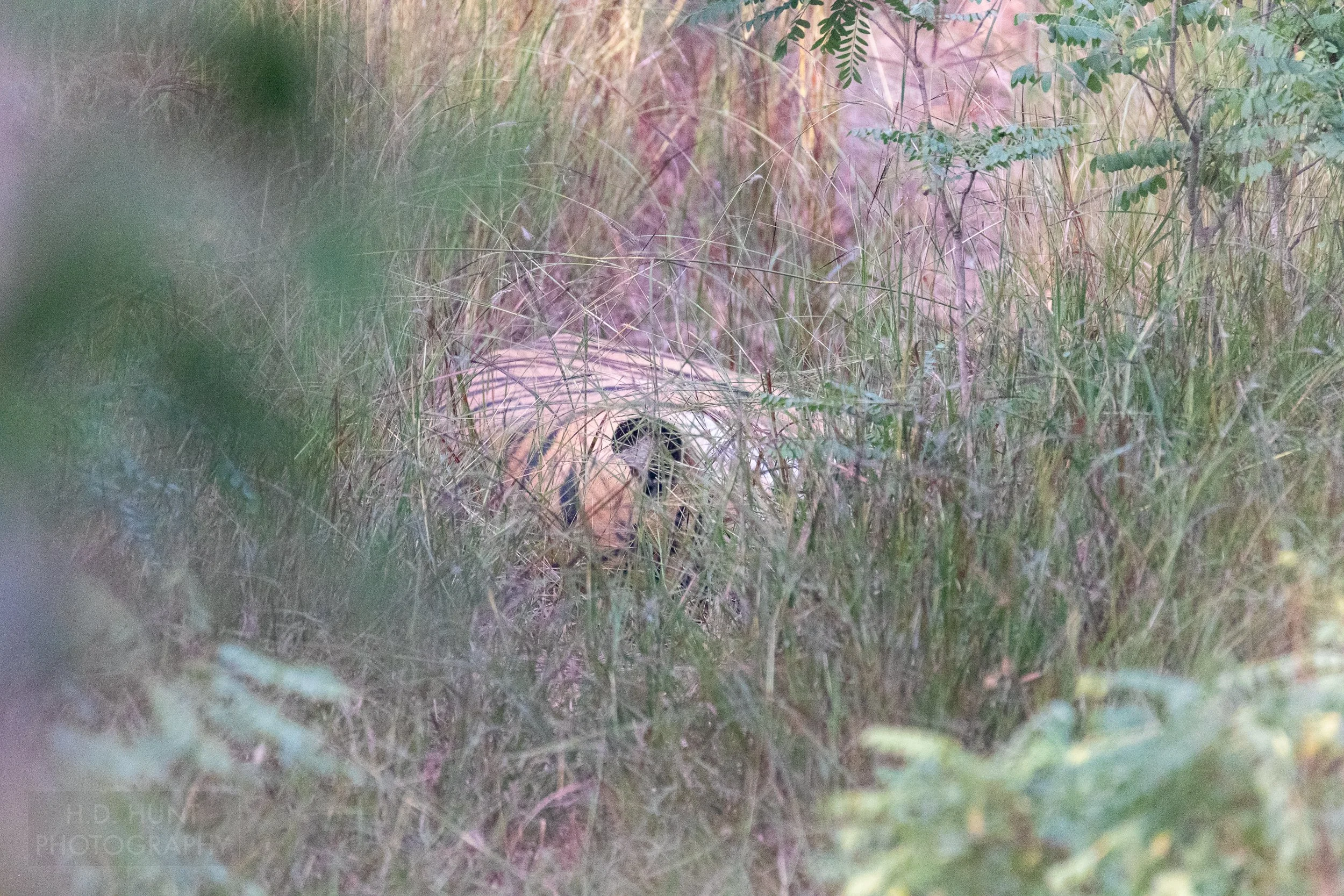 A tiger sleeps in a tall grassland in Bandhavgarh National Park, India.