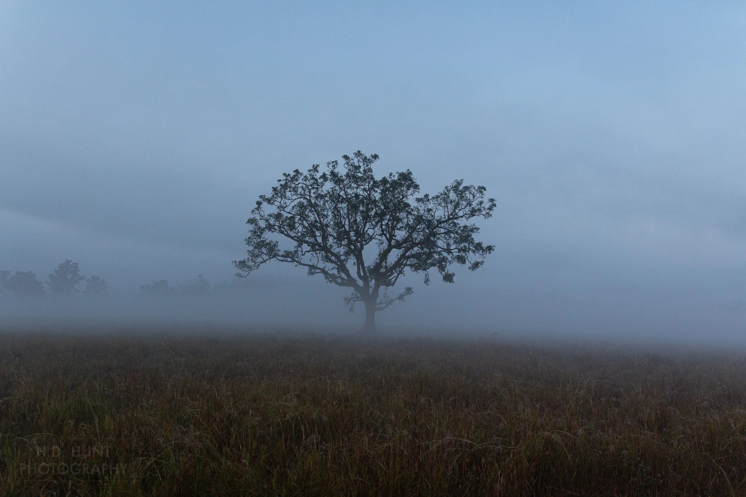 A lone tree peeks above a foggy meadow, Kanha Tiger Reserve, India.