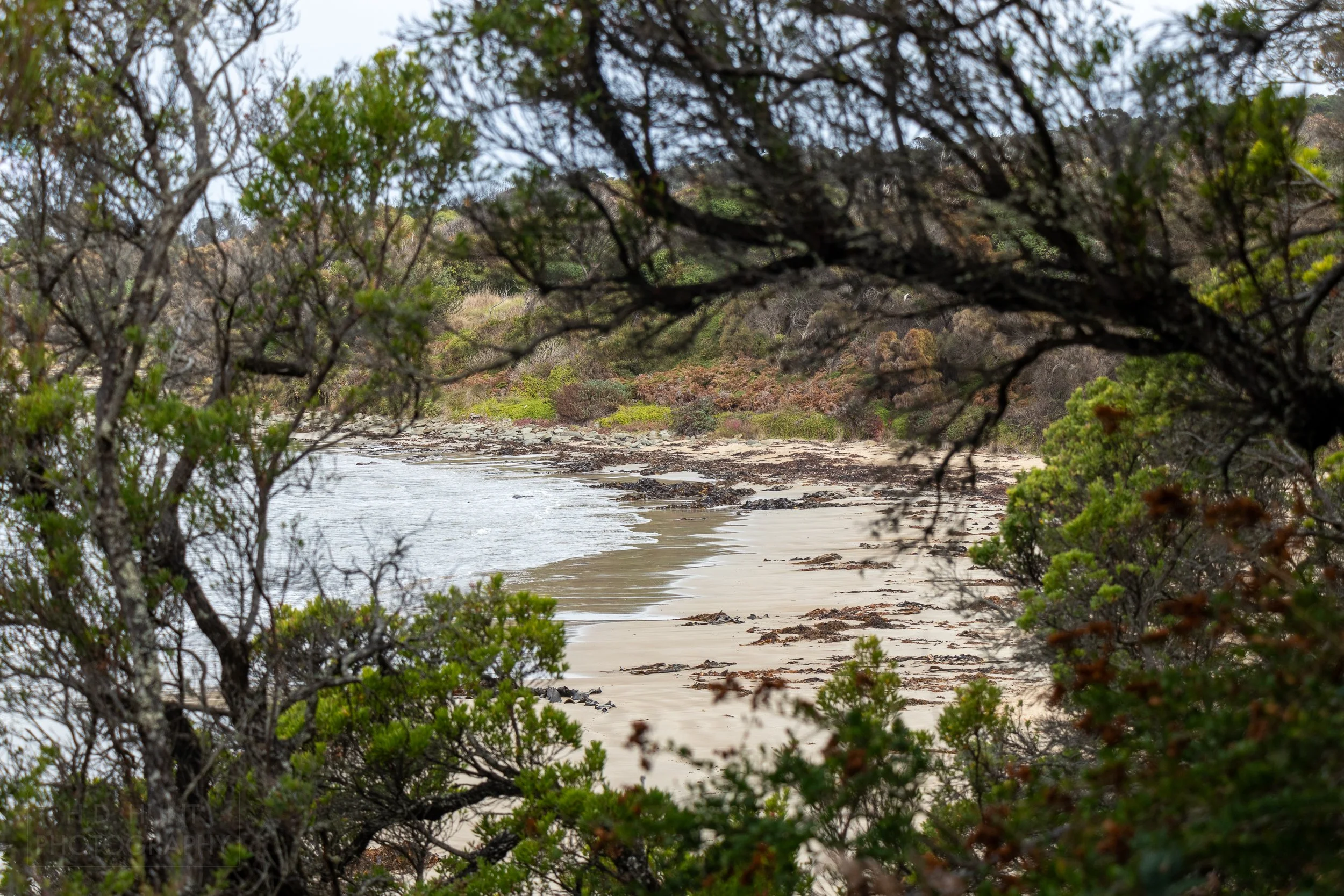 A kelp covered beach is seen behind trees and shrubs along The Great Ocean Walk, Victoria, Australia.