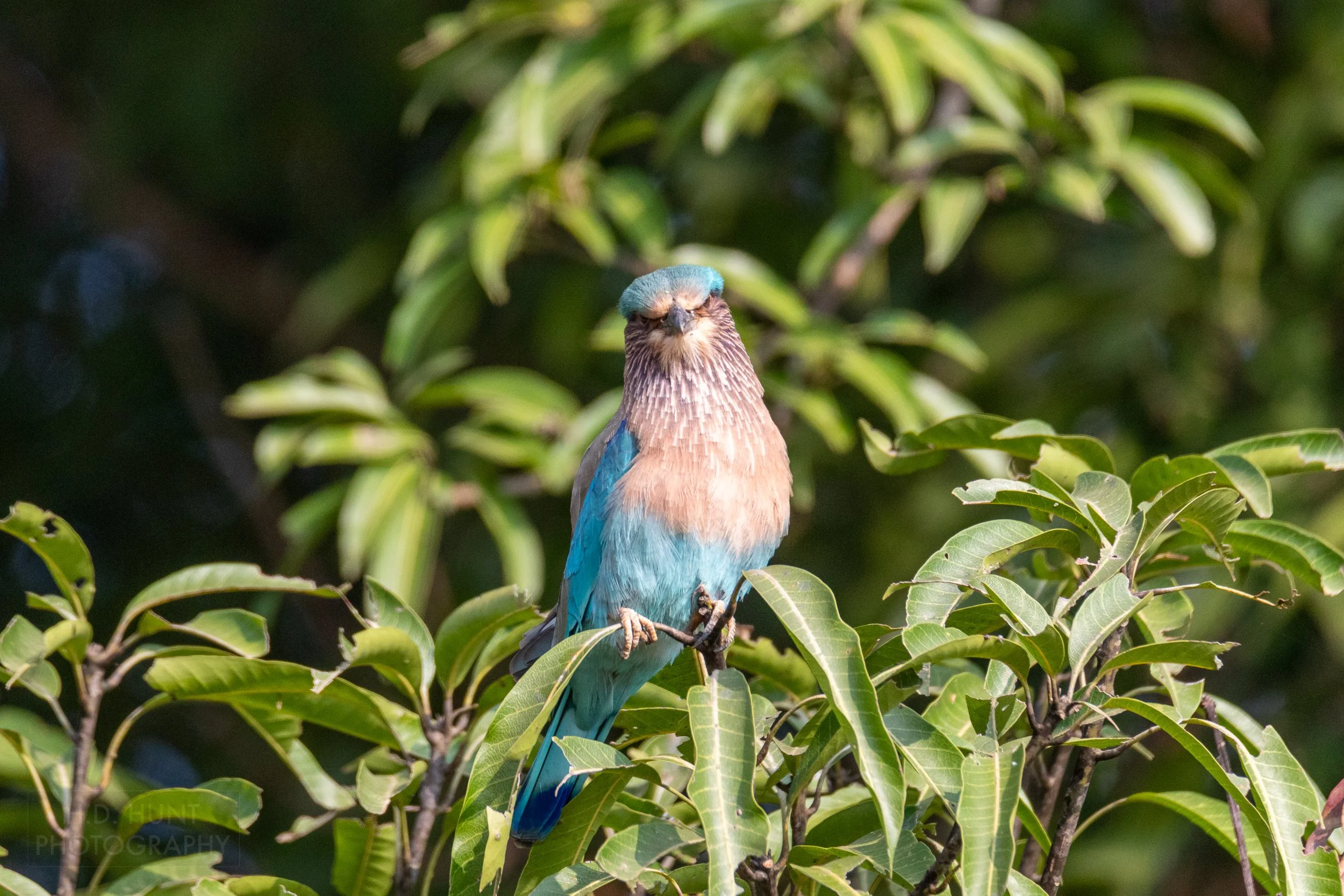 An Indian roller - a bright blue, pink, and purple bird - rests atop a tree branch, Kanha Tiger Reserve, India.