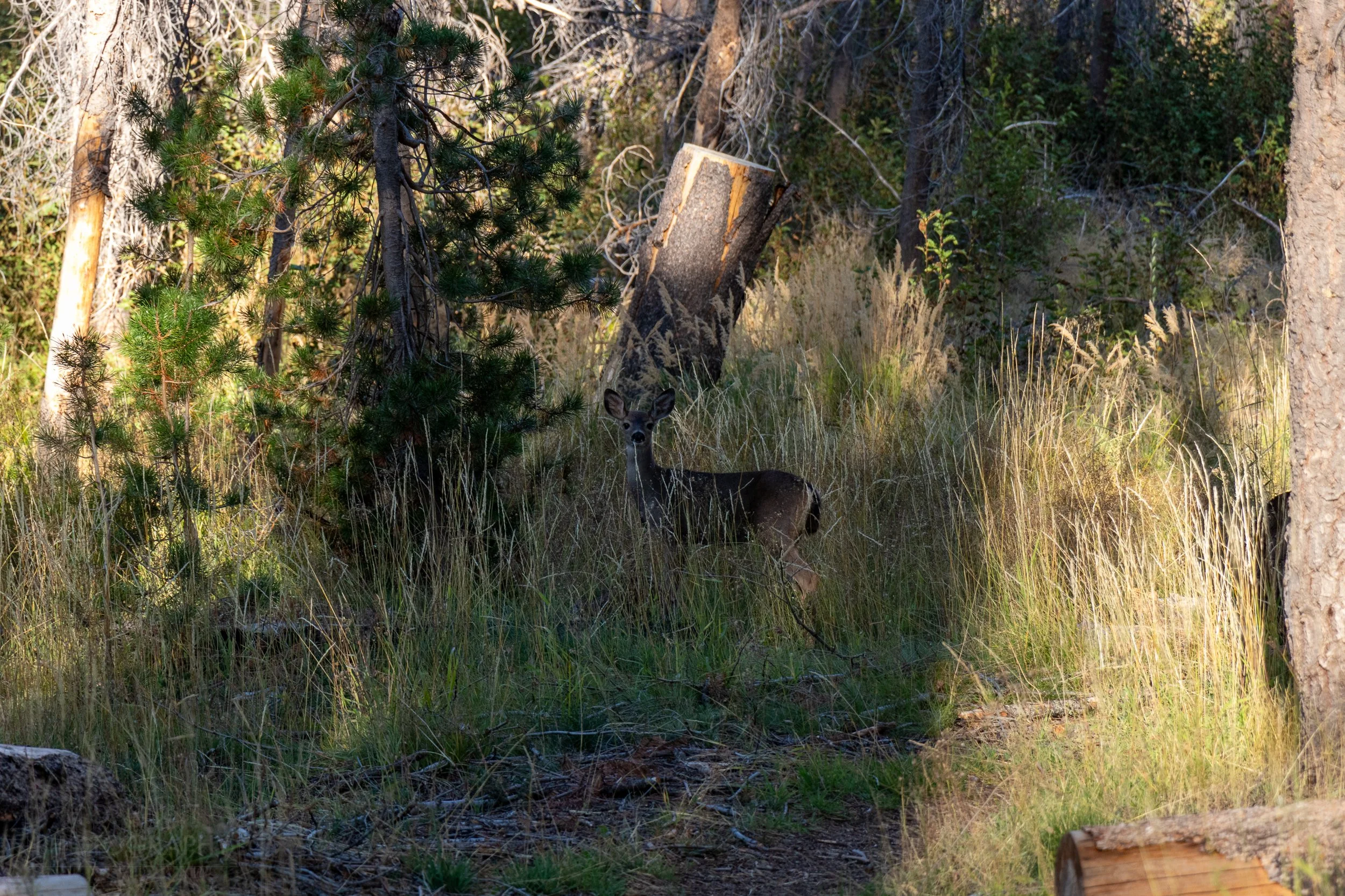 A deer stands in shadow amongst tall grass and trees, Lassen Volcanic National Park, California, United States.
