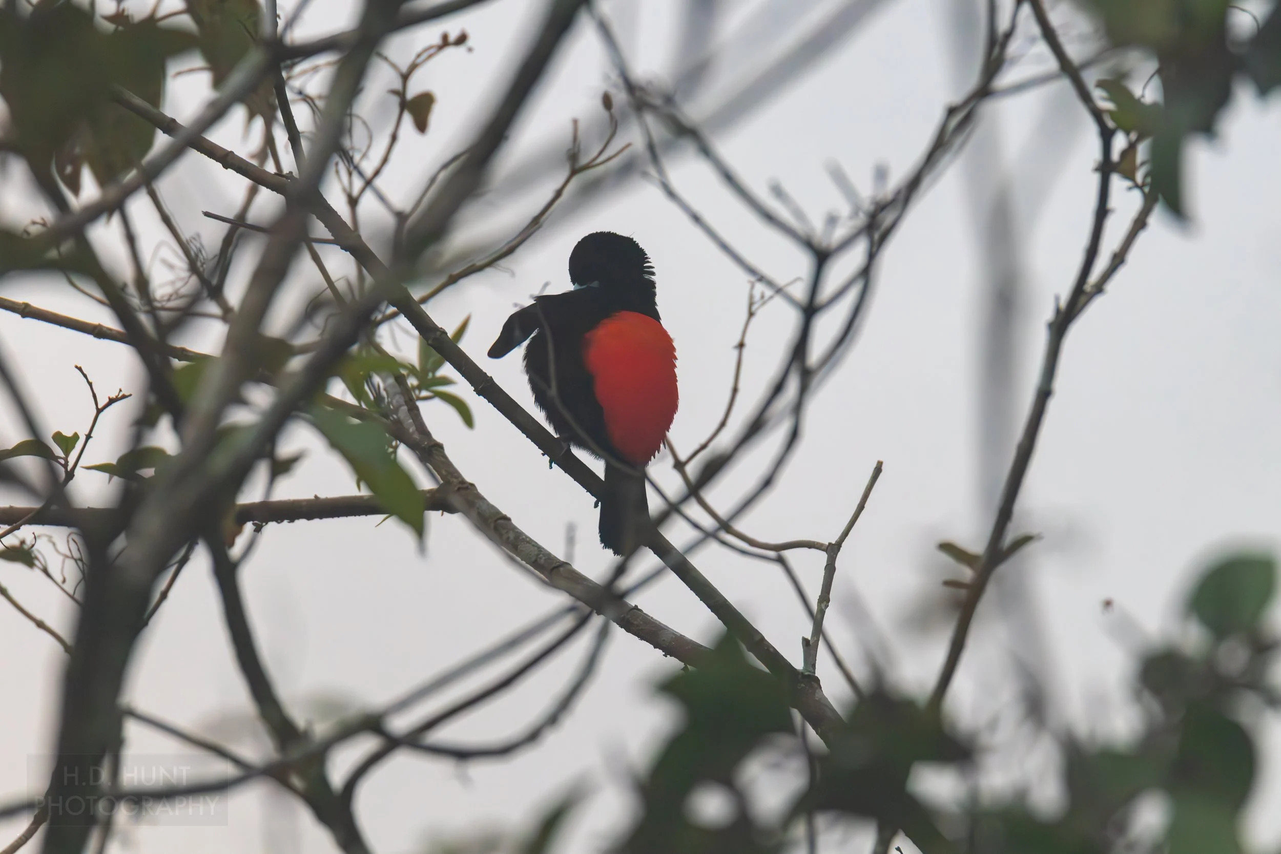 A male scarlet-rumped tanager preens on a tree in La Fortuna, Costa Rica.