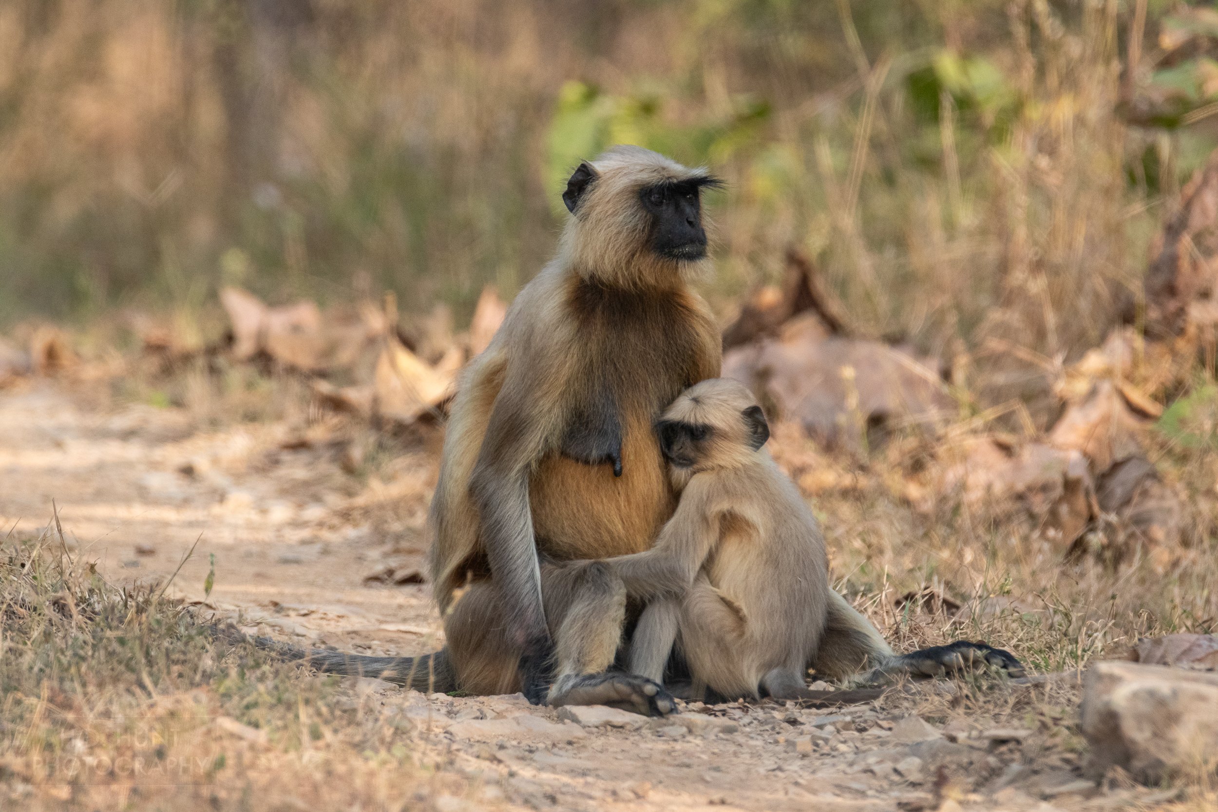 An adult and juvenile gray langur monkey rest in the middle of a dirt track in Panna National Park, India.