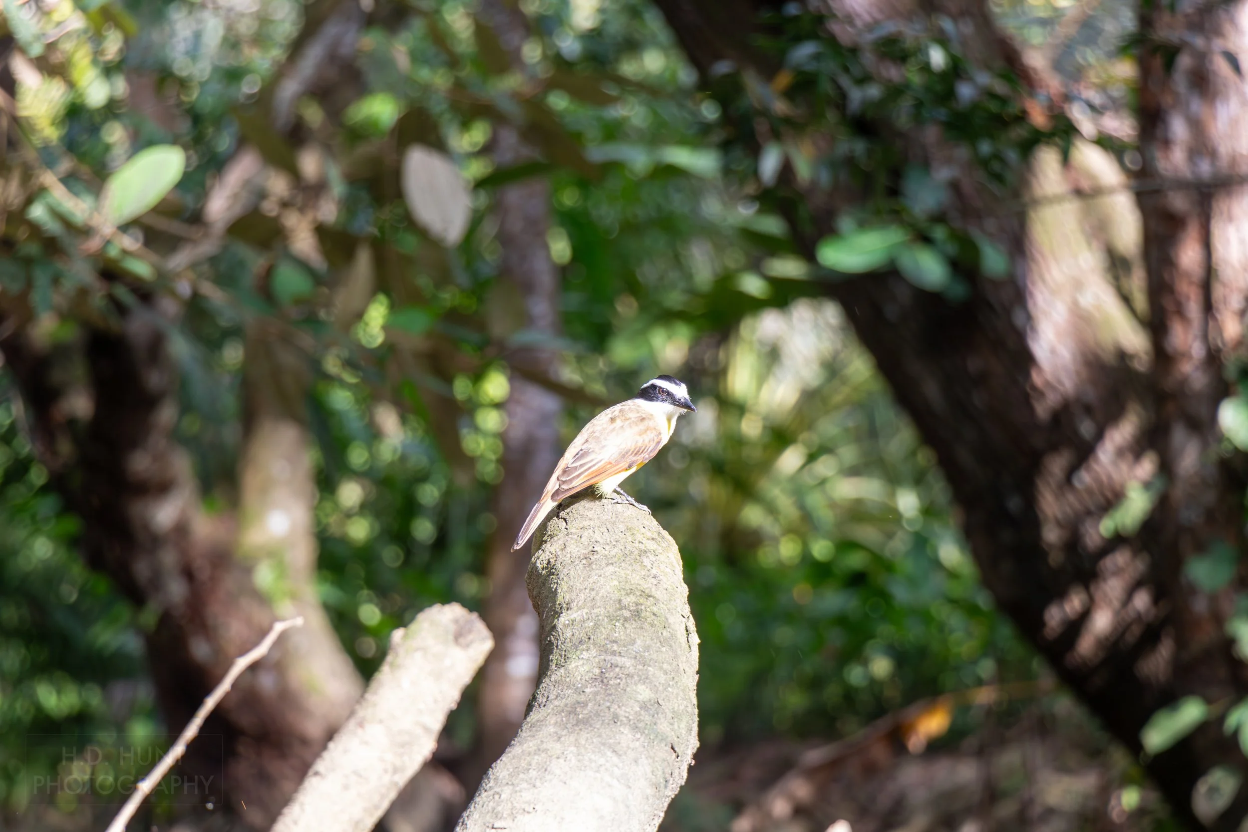 A giant kiskadee sits atop a tree branch in the mangrove swamps outside Quepos, Costa Rica.