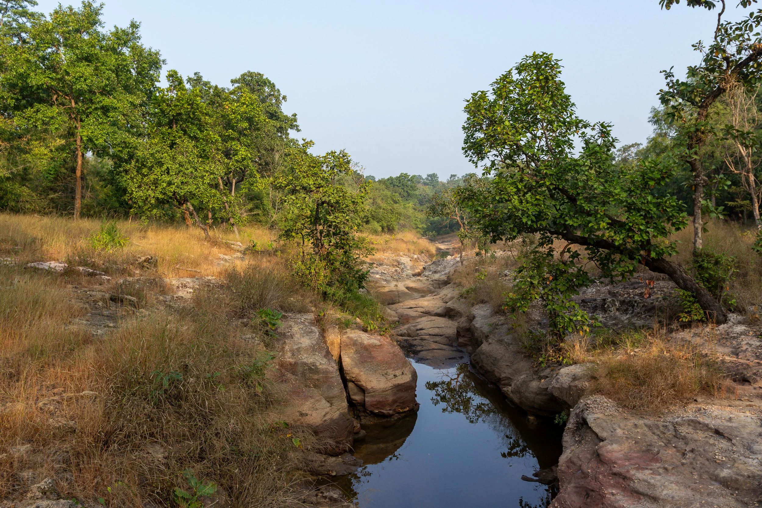 A small stream runs along a rocky run between tall trees, Bandhavgarh National Park, India.