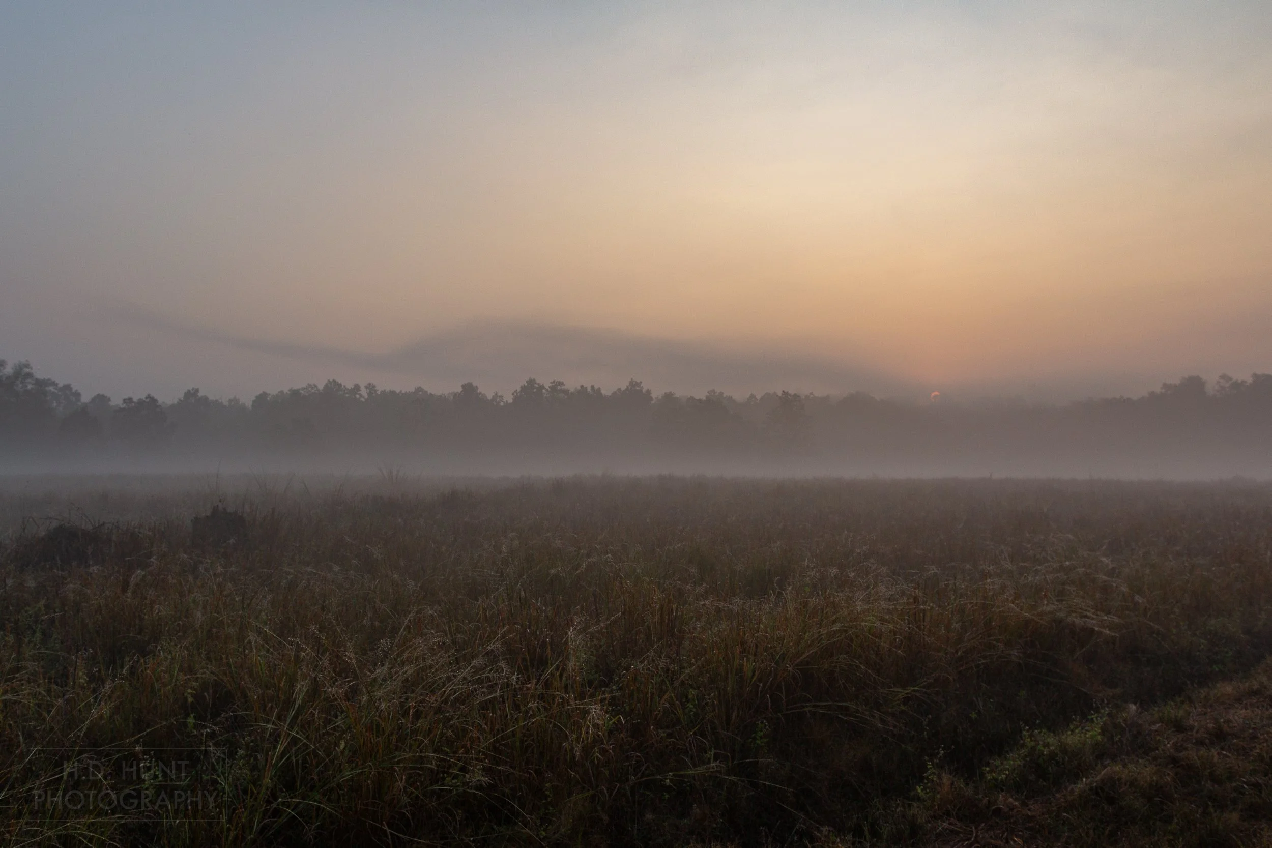 A bright orange sun rises above a foggy meadow, Kanha Tiger Reserve, India.