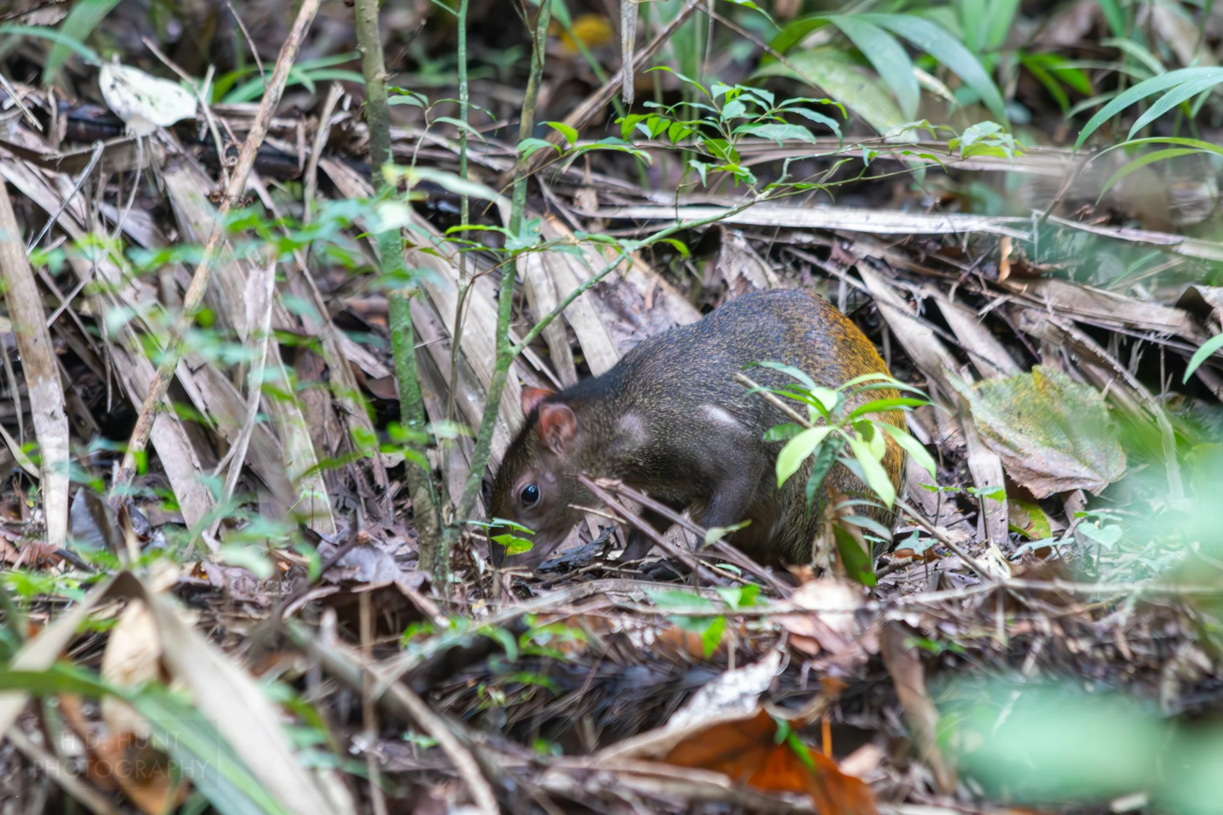 An agouti looks for food in the brush in Manuel Antonio National Park, Quepos, Costa Rica.