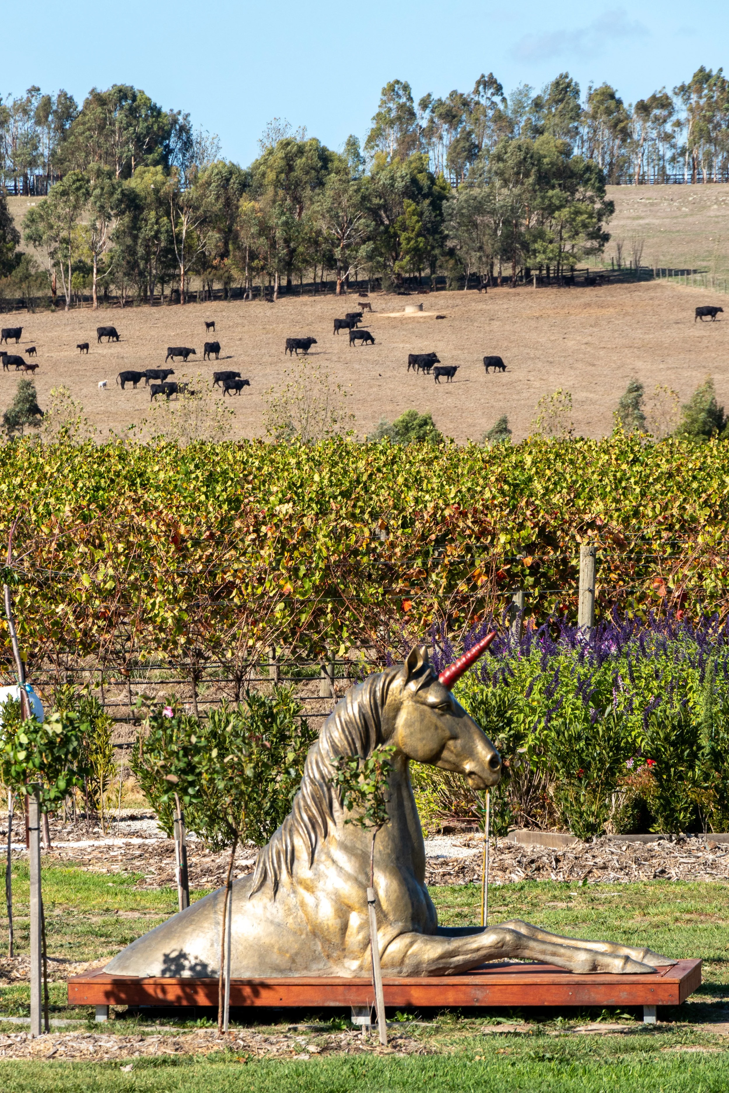A  metal statue of a unicorn with a red horn appears in the foreground, vineyard grapes appear in the mid-ground, and black cattle grazing in a brown field appear in the background, Helen and Joey Estate, Yarra Valley, Australia.