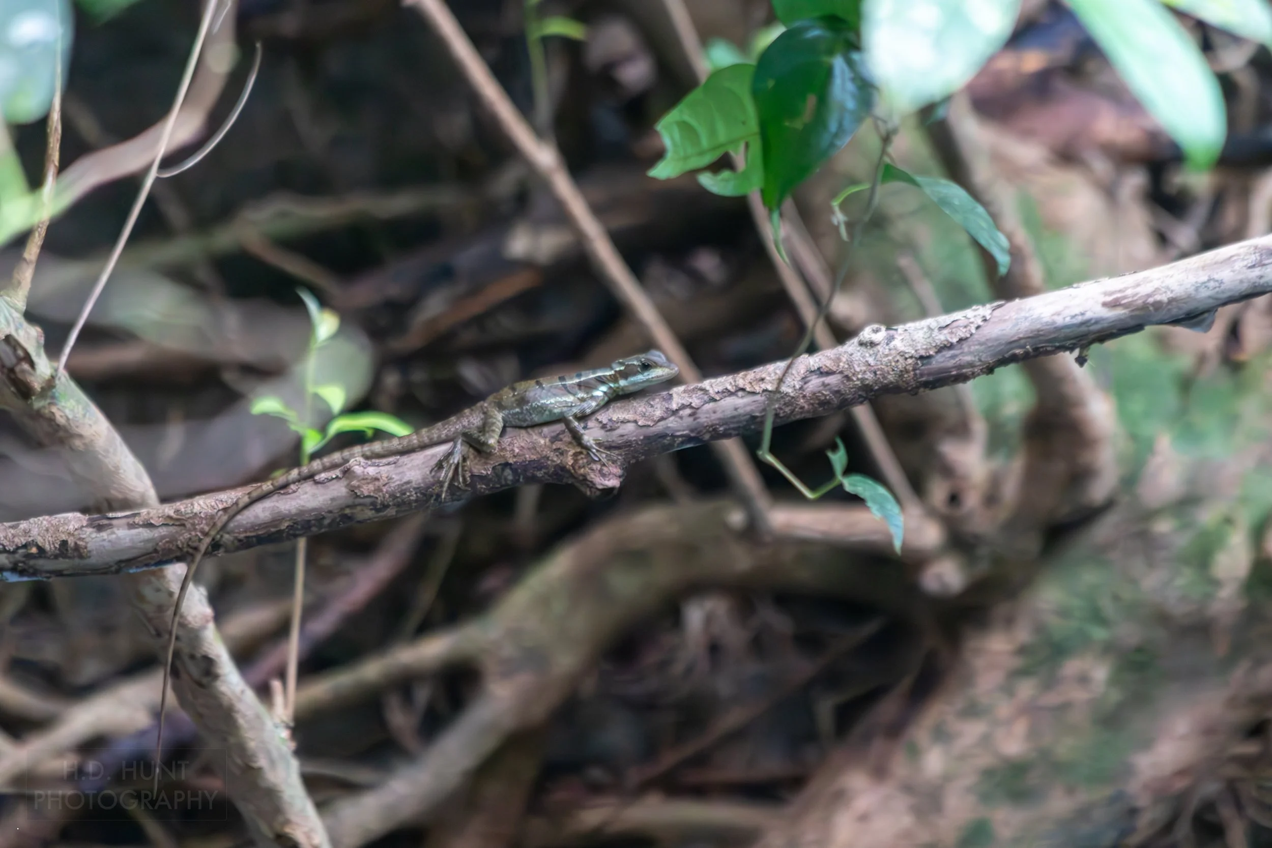 A juvenile Jesus Christ Lizard sits atop a branch in Manuel Antonio National Park, Quepos, Costa Rica.