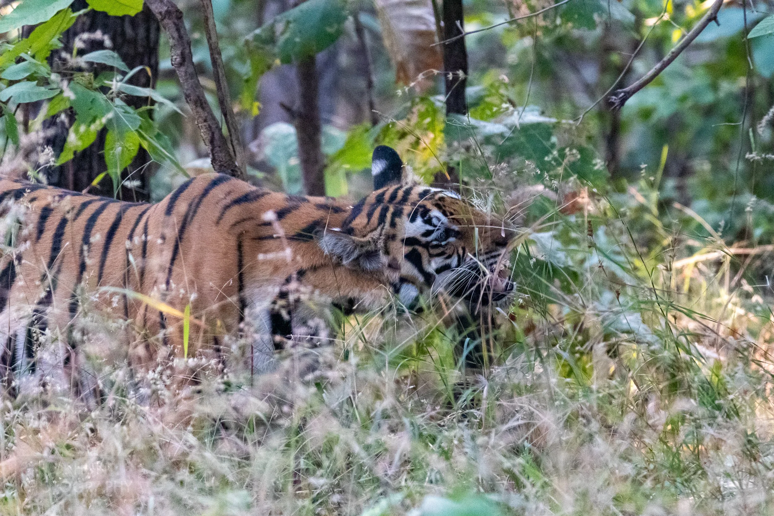 A tiger chews on grass in Panna National Park, India.