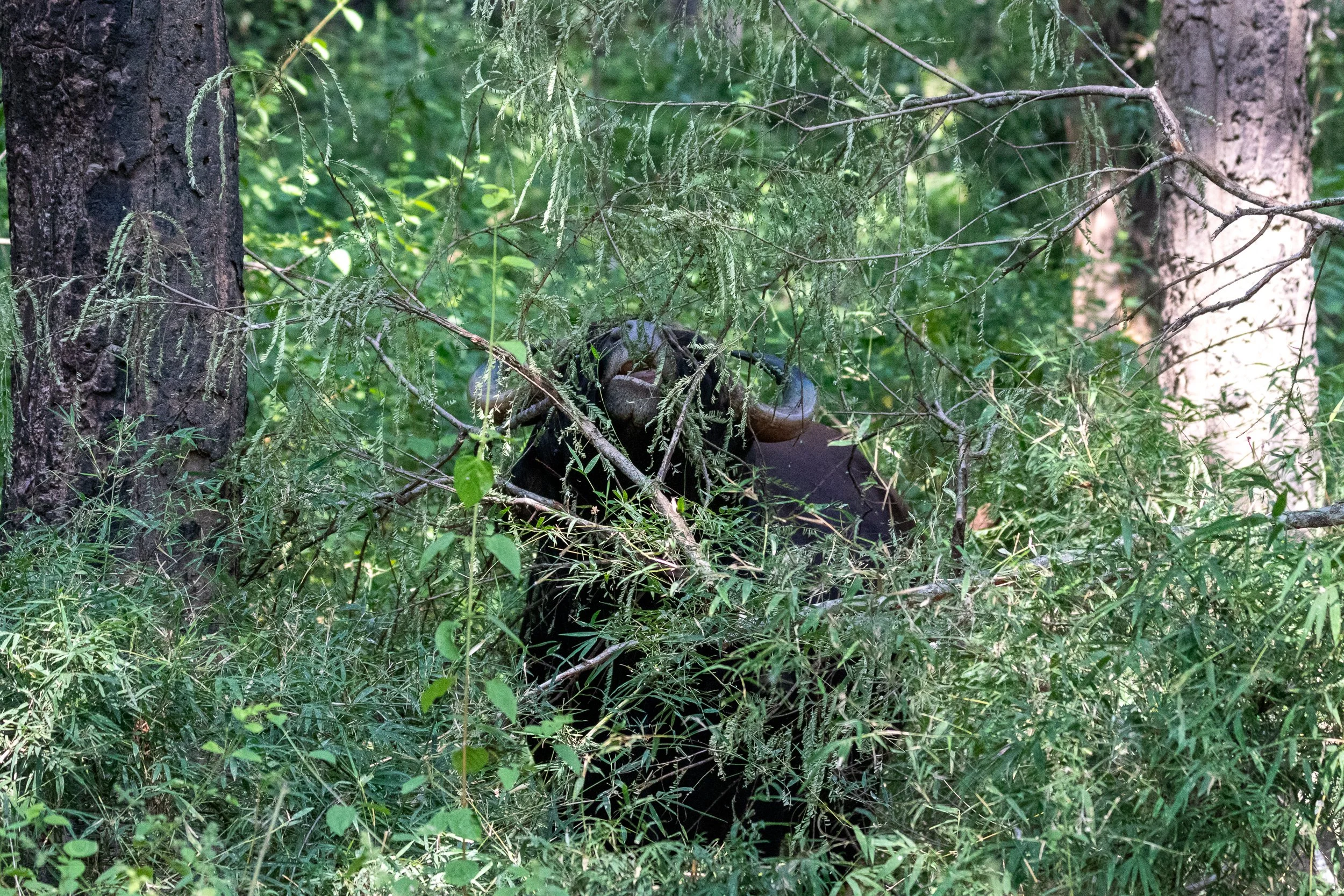 A gaur - a large animal resembling a cow or buffalo - reaches for a leaf on a tree behind tall grass, Bandhavgarh National Park, India.