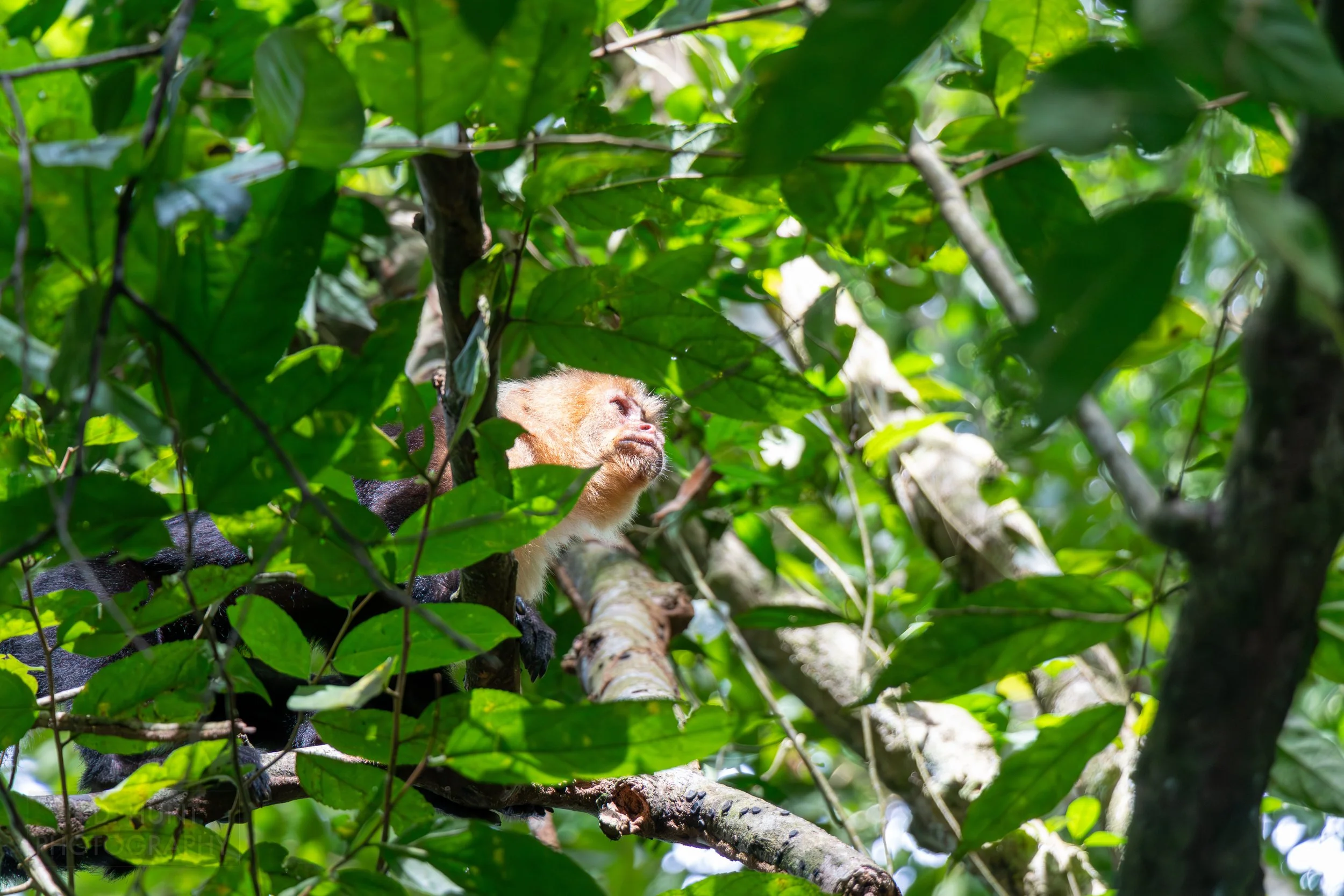 A capuchin monkey rests in a tree in the mangrove swamps outside of Quepos, Costa Rica.