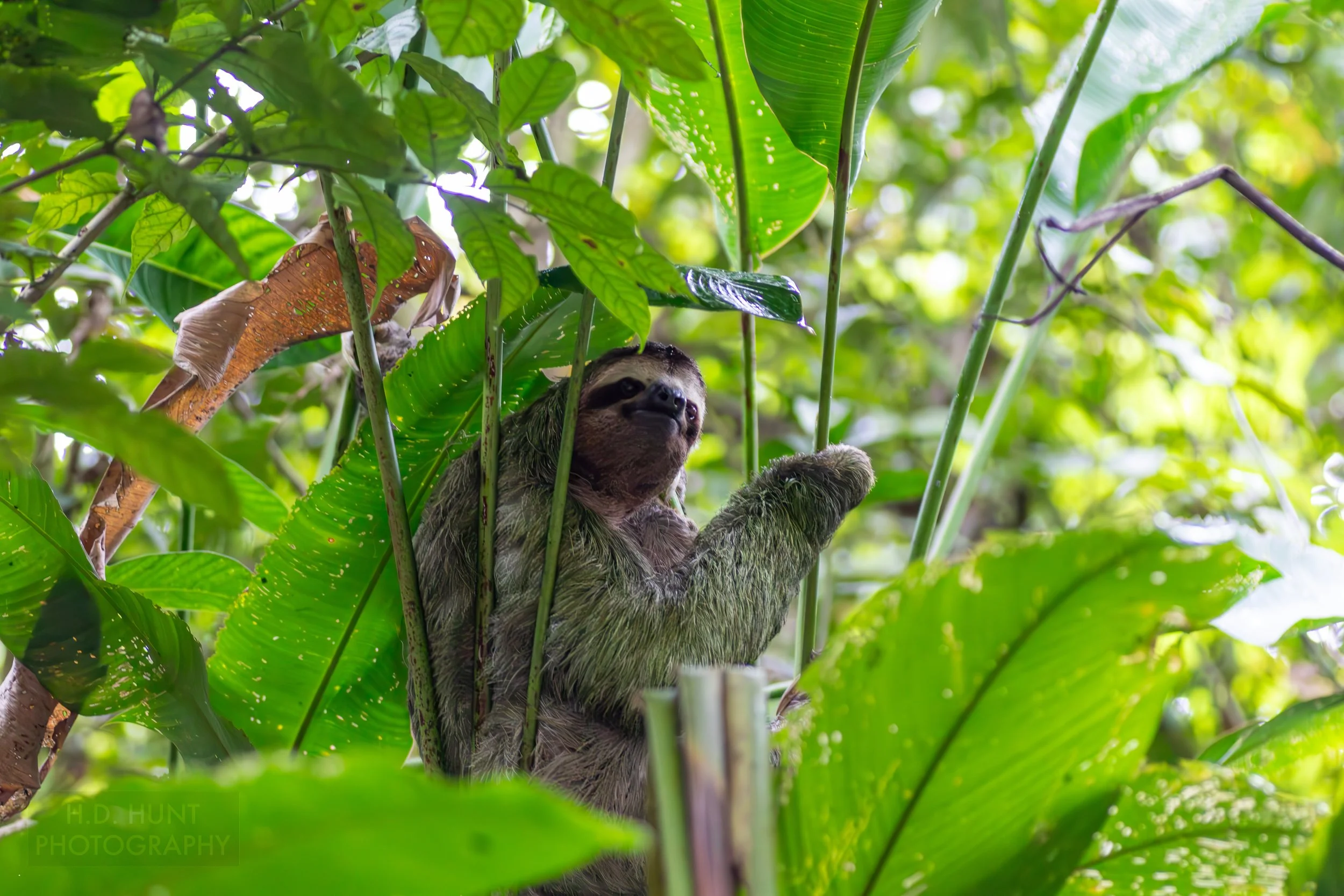 A sloth sits in a tree in Manuel Antonio National Park, Quepos, Costa Rica.