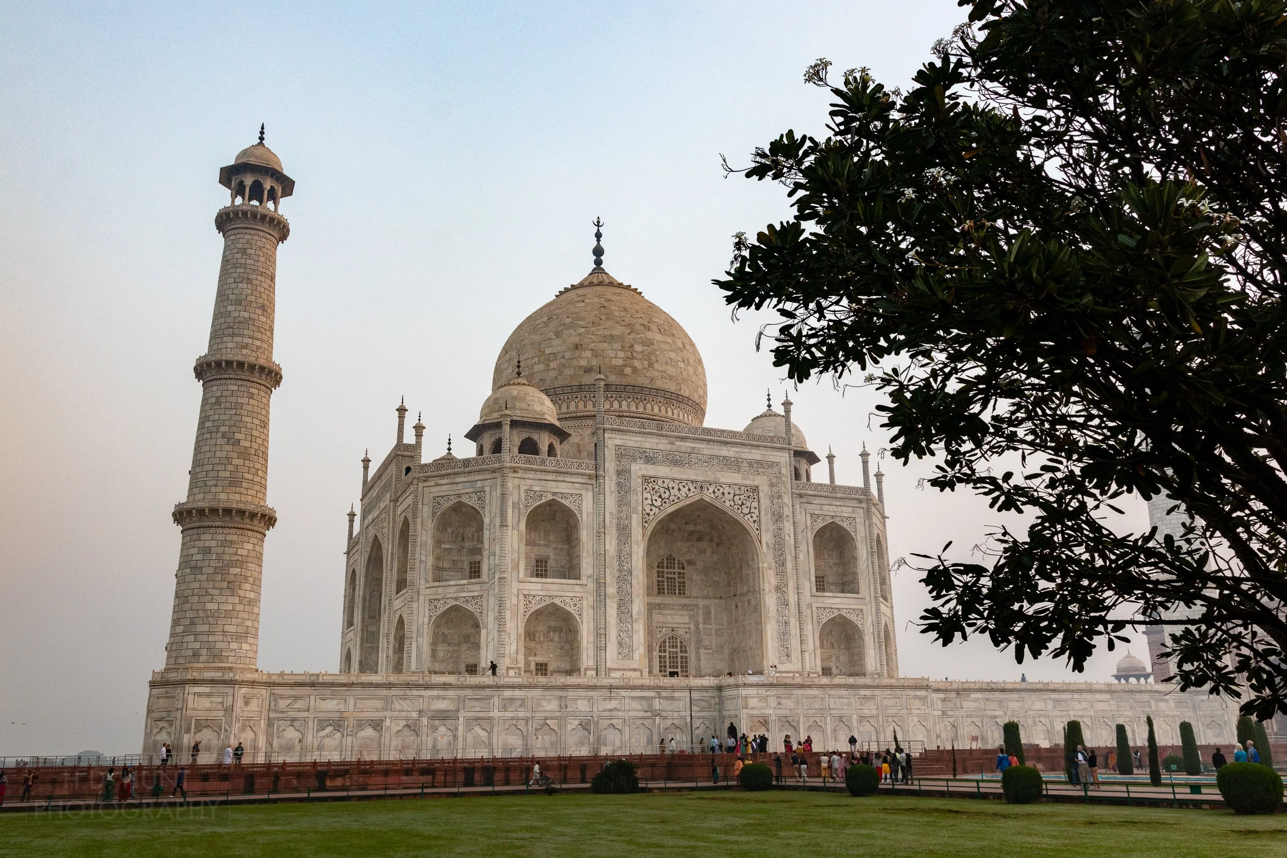 The white marble Taj Mahal is seen behind and beside a tree, Agra, India.