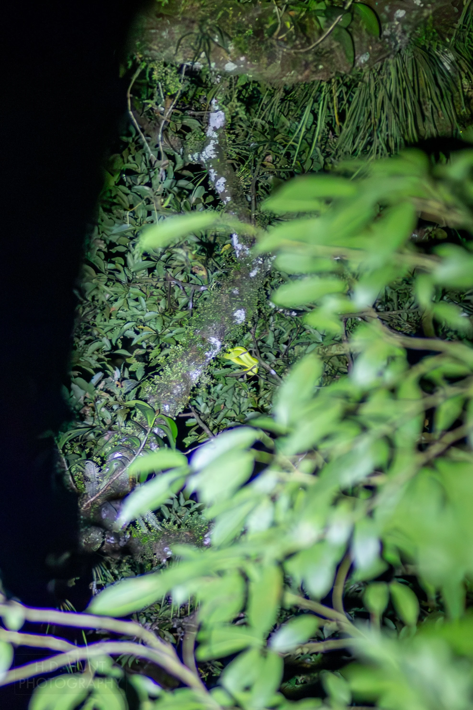A snake - possibly a side-striped palm-pit viper - rests in a tree in Monteverde, Costa Rica.