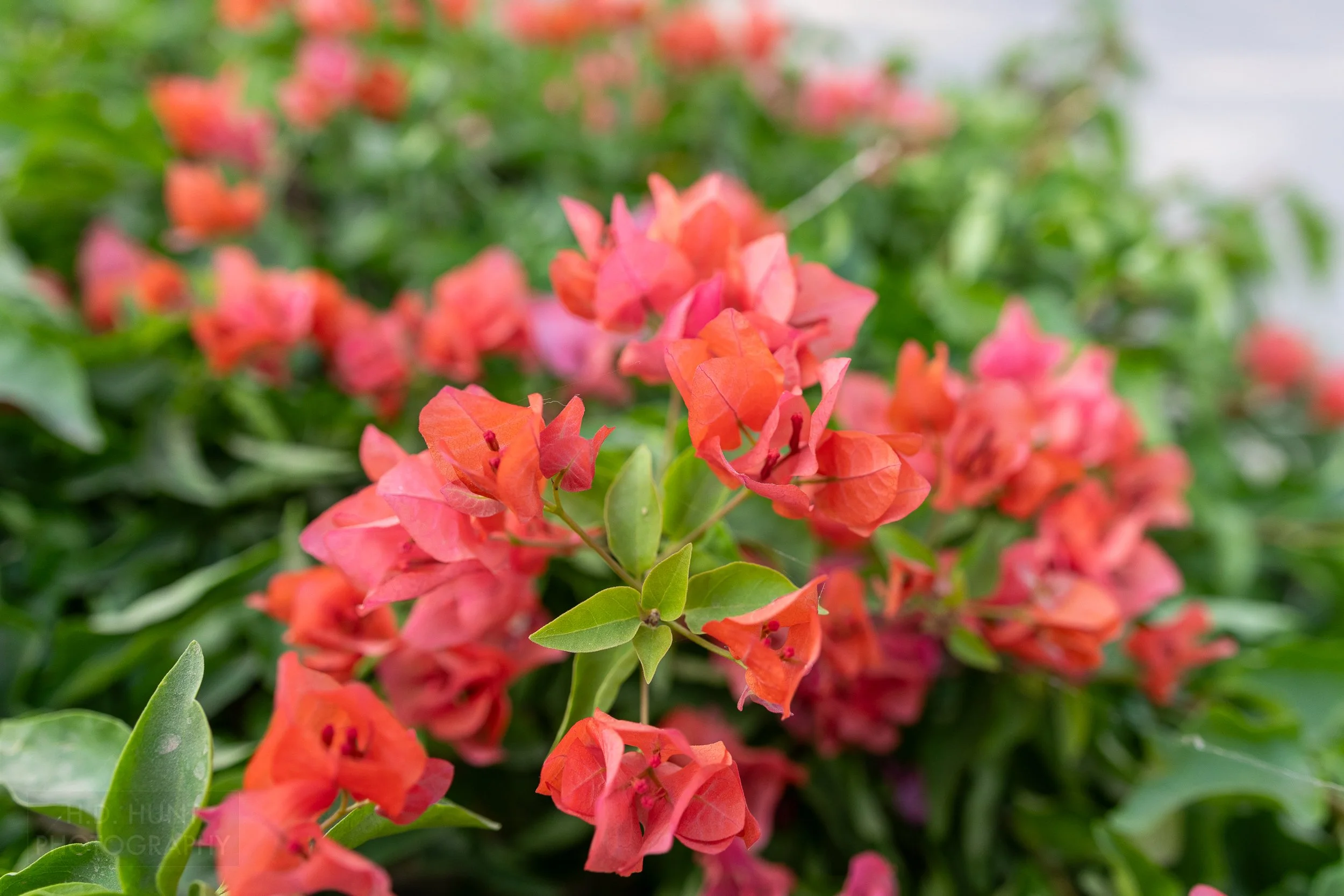 Pink flowers grow from green plants in Jawahar Circle, Jaipur, India.
